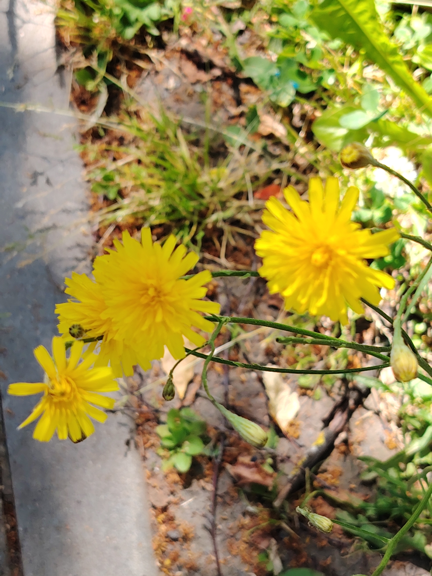 The image shows a cluster of yellow flowers blooming outdoors. The flowers have numerous thin, ray-like petals radiating from a central disk. Some of the flowers are fully open, while others appear to be buds. They are growing on thin green stems with some leafy green foliage in the background. The ground beneath the flowers appears to be a mix of soil, dry leaves, and grass. A gray concrete edge is visible in the lower left portion of the image, suggesting an urban or semi-urban environment. There are no people or animals visible. The scene is consistent with a natural setting within the city of Dolgoprudny, Russia, likely in a park, garden, or roadside area.