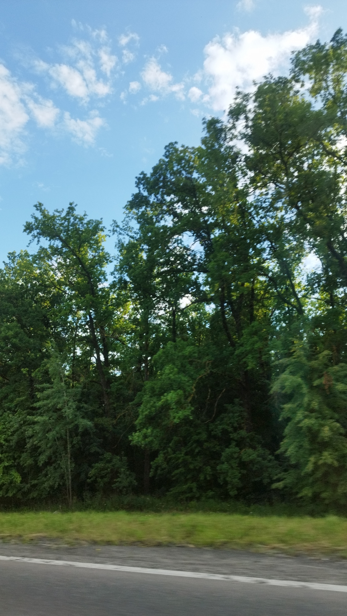 The image shows a roadside view of a dense forest on a bright, clear day. The sky is blue with scattered white clouds. The trees are tall and lush green, with some sunlight filtering through the leaves, creating dappled light. In the foreground, there is a paved road with a white line marking the edge. A strip of green grass runs alongside the road, separating it from the forest. The scene appears to be a natural landscape bordering a transportation route. The location is the city of Stary Oskol, Russia.