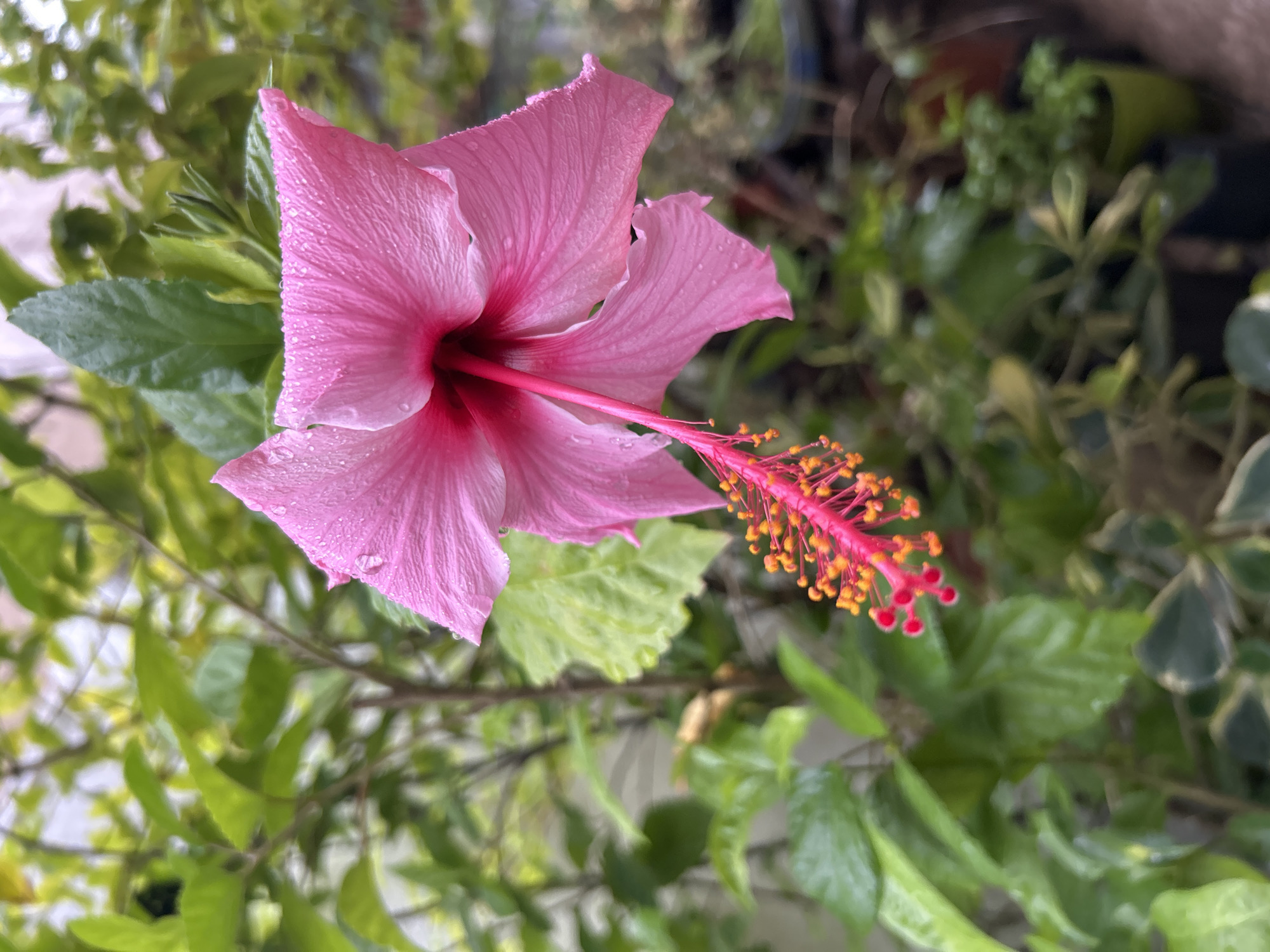 The image shows a pink hibiscus flower with a prominent stamen and pistil. The flower appears to be slightly wet, possibly from rain or dew. The background is filled with green foliage of various plants.
It is not possible to determine the location in Buenos Aires, Argentina from the image alone. There are no specific location indicators visible, such as landmarks, signs, or architecture.