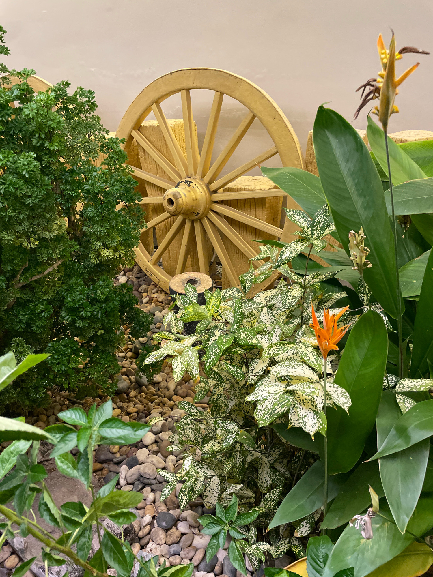The image shows a close-up outdoor scene with lush greenery and decorative elements. In the background, a large, weathered wooden wagon wheel is positioned against a light-colored wall. The wheel is light yellow and appears to be made of thick wooden spokes. In front of the wheel and surrounding it are various plants. A dense, leafy green shrub with small, intricate leaves is on the left. In the center and right, there is a plant with variegated green and white leaves, with a single bright orange heliconia flower blooming prominently. Larger, dark green leaves of another plant are visible on the right side. The ground is covered with smooth, rounded river stones. The overall impression is a decorative garden vignette, possibly in a hotel or resort setting within Pattaya City, Thailand, as no specific landmarks or identifying features of Pattaya are visible in the image. There are no people or animals present.