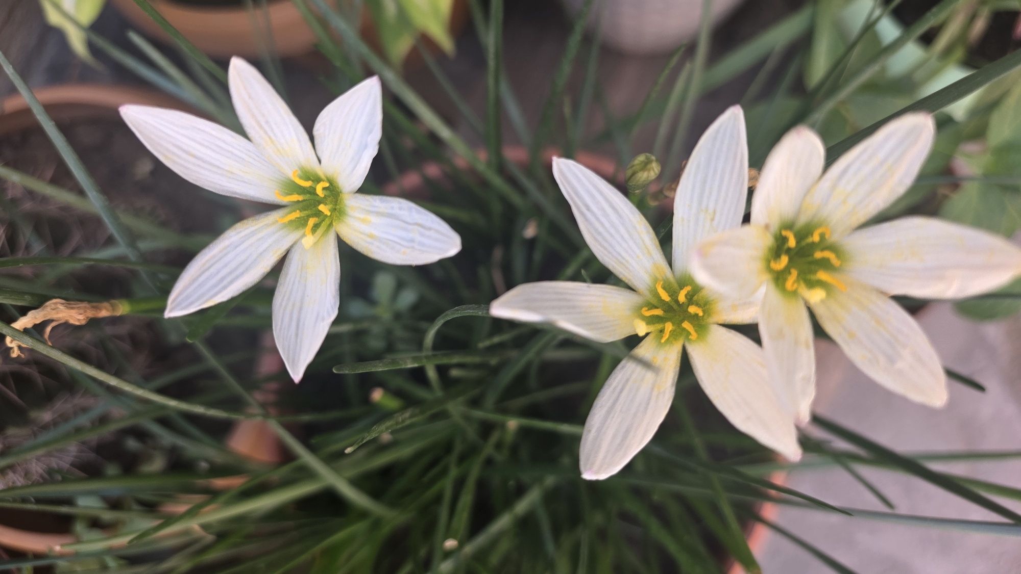 The image is a close-up, overhead shot of three white rain lilies, also known as Zephyranthes, with yellow stamens. They are set against a backdrop of lush green grass and some blurred brown pots. The flowers are in various stages of bloom, with one fully open at the top, another slightly below it, and a third at the bottom, also in full bloom. The lighting suggests it might be outdoors during the daytime. The image does not contain any recognizable landmarks or elements that would place it in Tokmok City, Kyrgyzstan.