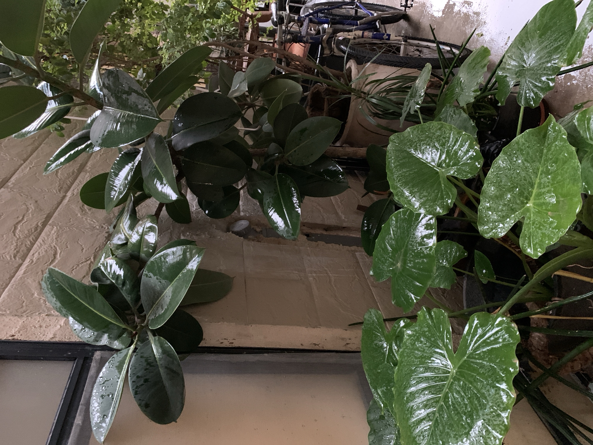 The image depicts a collection of potted plants, including a rubber plant and possibly Xanthosoma sagittifolium, located on a patio or balcony with a view of a building with beige tiled exterior and a glimpse of a window at the bottom. A bicycle is visible in the background, suggesting a residential environment. The leaves of the plants are covered in droplets, potentially from recent watering or rainfall. Given the presence of domestic plants and a bicycle, the location is likely a private residence. The absence of specific landmarks prevents pinpointing the exact location within Tel-Aviv, but the architectural style and the common use of potted plants on balconies are consistent with urban living in Israel.