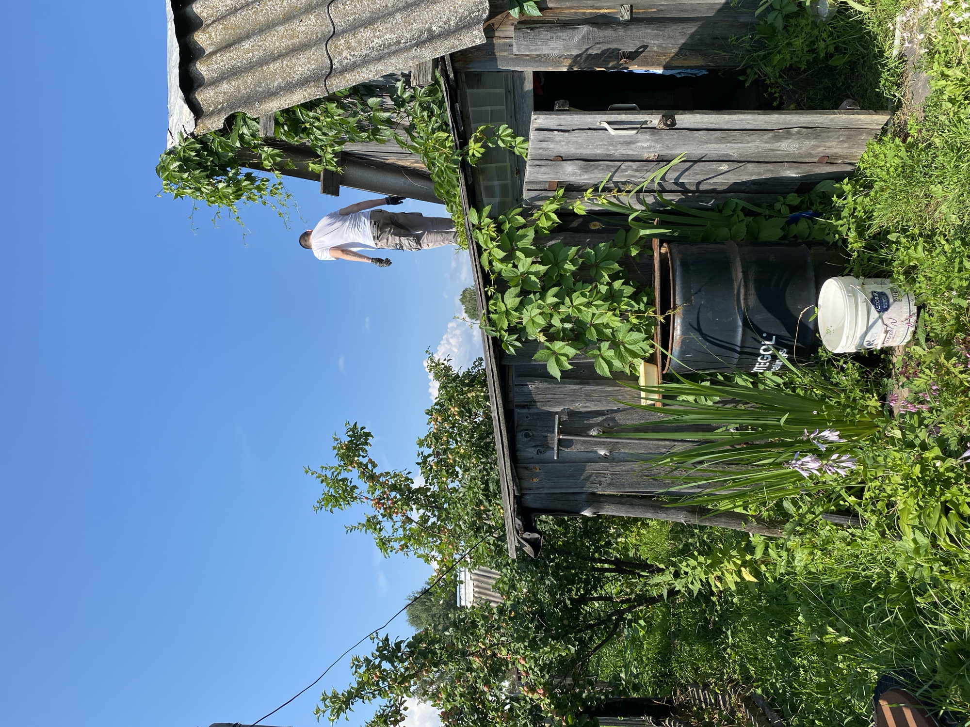 A man in a white t-shirt and grey cargo pants stands on the roof of a weathered, wooden shed. The shed is covered in patches of ivy, with one door slightly ajar. To the left of the shed, an apple tree is laden with fruit, and further left, a wooden fence can be seen. A black barrel and a white bucket sit near the base of the shed. The scene appears to be in a rural or suburban area, under a clear blue sky.