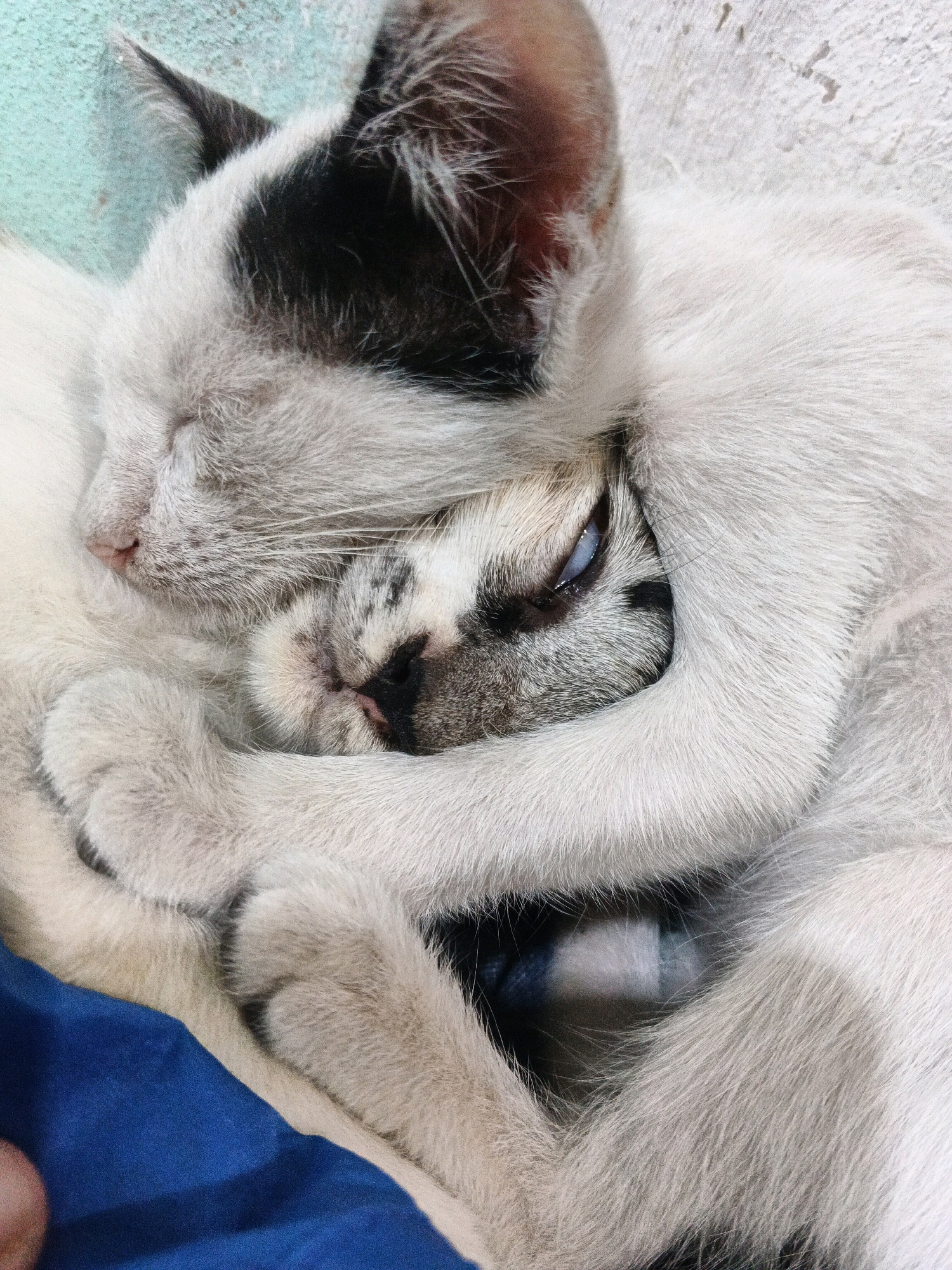 Two cats are curled up together, sleeping. One cat, mostly white with black markings on its head and ears, is on top, with its body forming a snug embrace around the other cat. The cat underneath has a white and grey tabby pattern on its face and is tucked into the larger cat's fur. Their eyes are closed, indicating they are deeply asleep. The background appears to be a concrete surface, possibly a floor or wall, with a subtle teal tint in the upper left corner, suggesting an indoor or sheltered outdoor environment. A corner of a blue fabric is visible in the lower left, possibly a blanket or cushion. The overall impression is one of comfort, warmth, and deep connection between the two felines. The location is in Kadu, Indonesia.