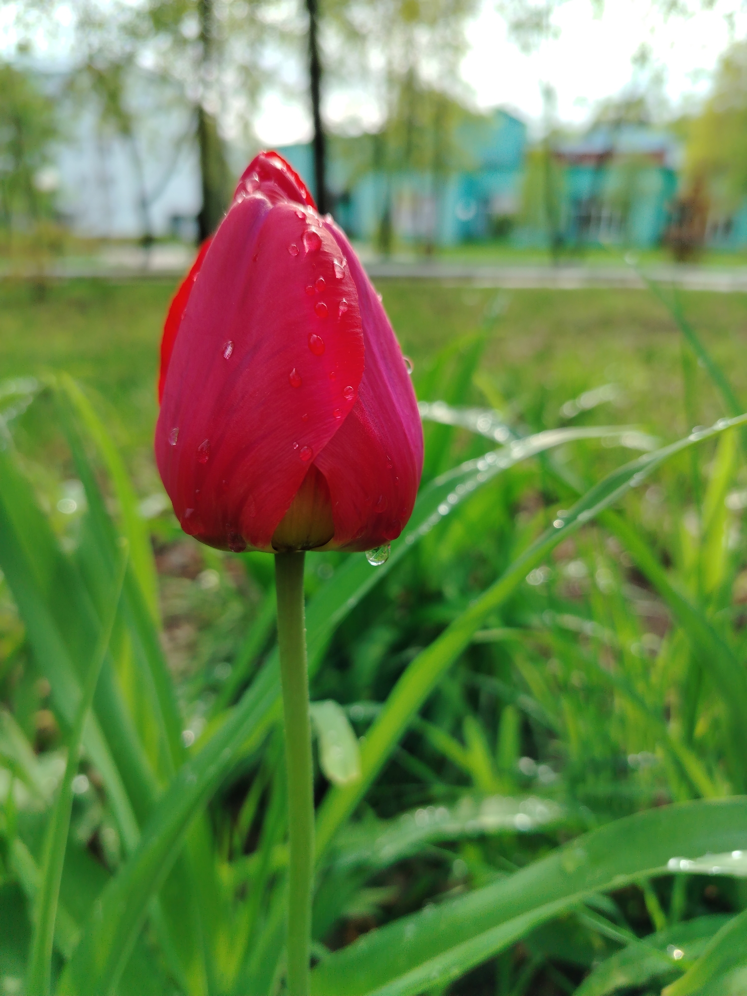A close-up shot shows a single, unbloomed red tulip covered in water droplets, standing amidst green foliage. The background is blurred, but suggests a park setting in Noviy, Russia with a building partially visible in the distance. The tulip is in sharp focus, with water droplets clinging to its petals and the surrounding leaves. The scene evokes a fresh, spring morning after rain.