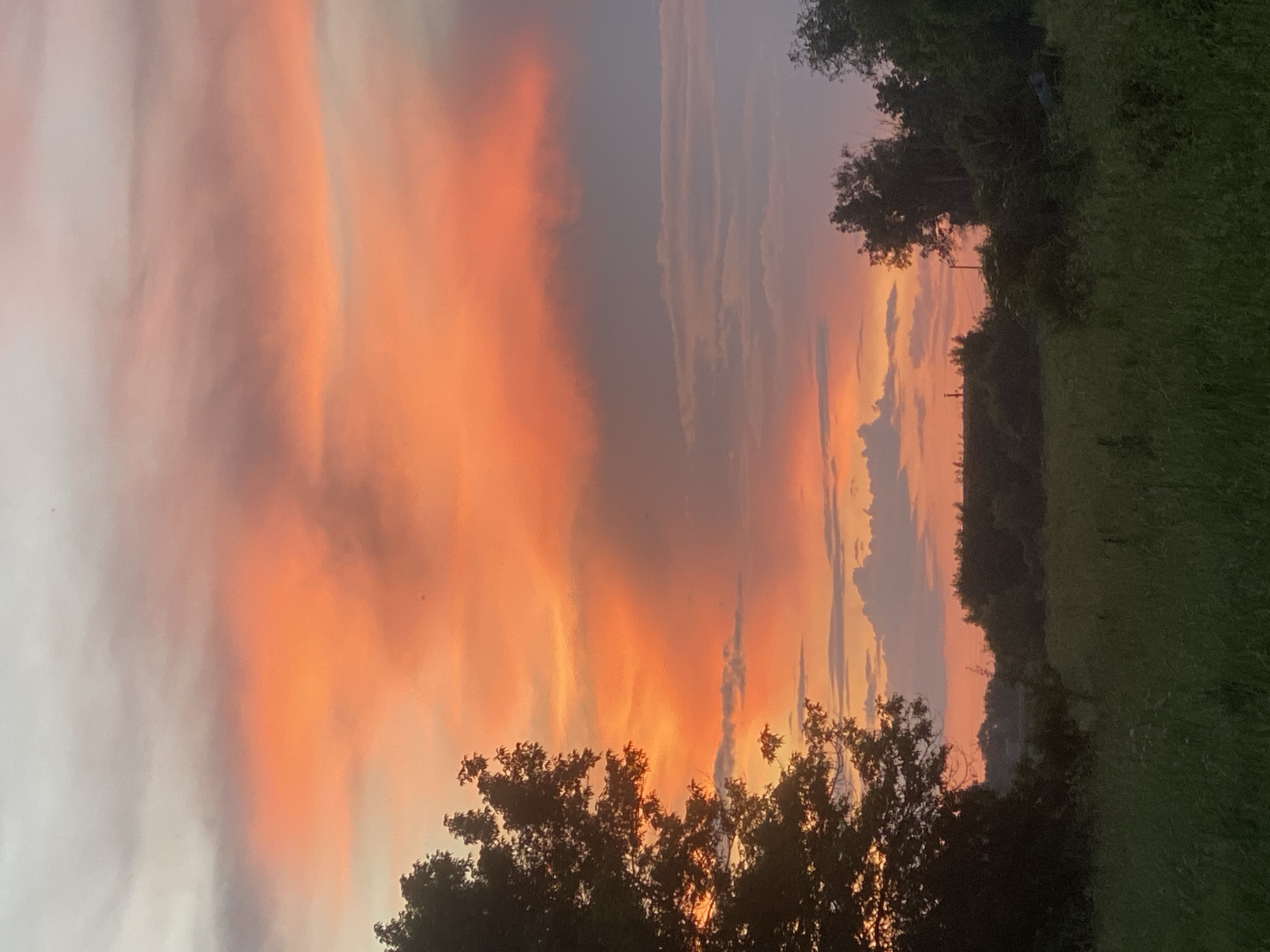 An outdoor vertical full shot captures a sunset over a rural landscape in Ustyvytsia, Ukraine. The sky dominates the upper two-thirds of the frame, displaying a gradient of colors from pale gray at the top, transitioning to vibrant orange and pink hues, and finally a softer pink near the horizon. Wispy clouds are scattered throughout, some tinged with gray. In the foreground, a dark silhouette of a large tree with dense foliage occupies the left side of the image. Beyond the tree, a line of dark green trees and bushes stretches across the middle ground, forming a treeline. A field of green grass fills the bottom third of the image, with some taller weeds and stalks visible. The overall scene is serene and natural, with no people or animals present.