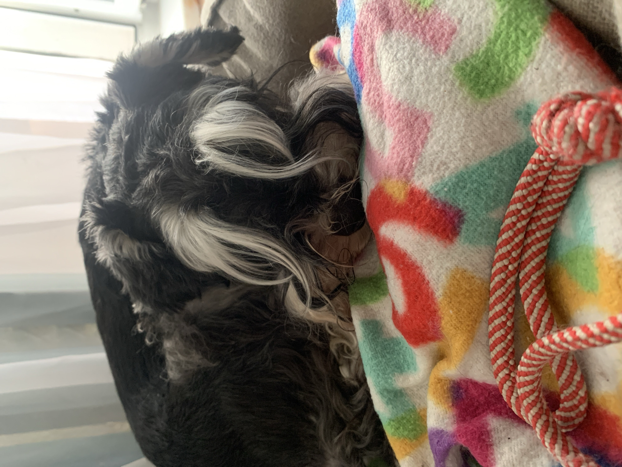 A black and white schnauzer dog is sleeping on a colorful blanket. The dog's face is partially obscured by its fur, which has white accents. The blanket has a pattern of abstract shapes in various colors, including pink, green, yellow, and red. A red and white striped rope is looped over the blanket in the foreground. The background is blurred but appears to show light-colored curtains and possibly a window. The scene suggests a cozy indoor setting, possibly a home. There is no information about the location in Chaikovsky, Russia.