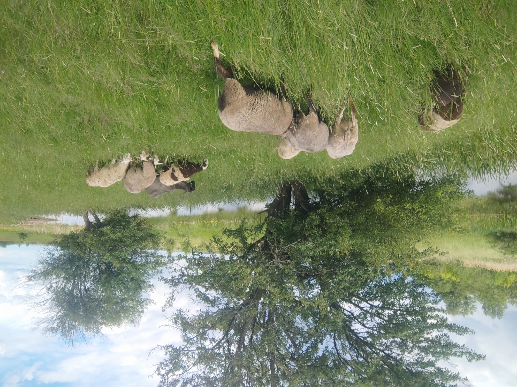 The image shows a pasture in an unspecified location in the city of Unknown, Unknown. There are several sheep grazing in a grassy field. A body of water is visible in the background, reflecting the sky and trees. Trees are present in the midground and background.