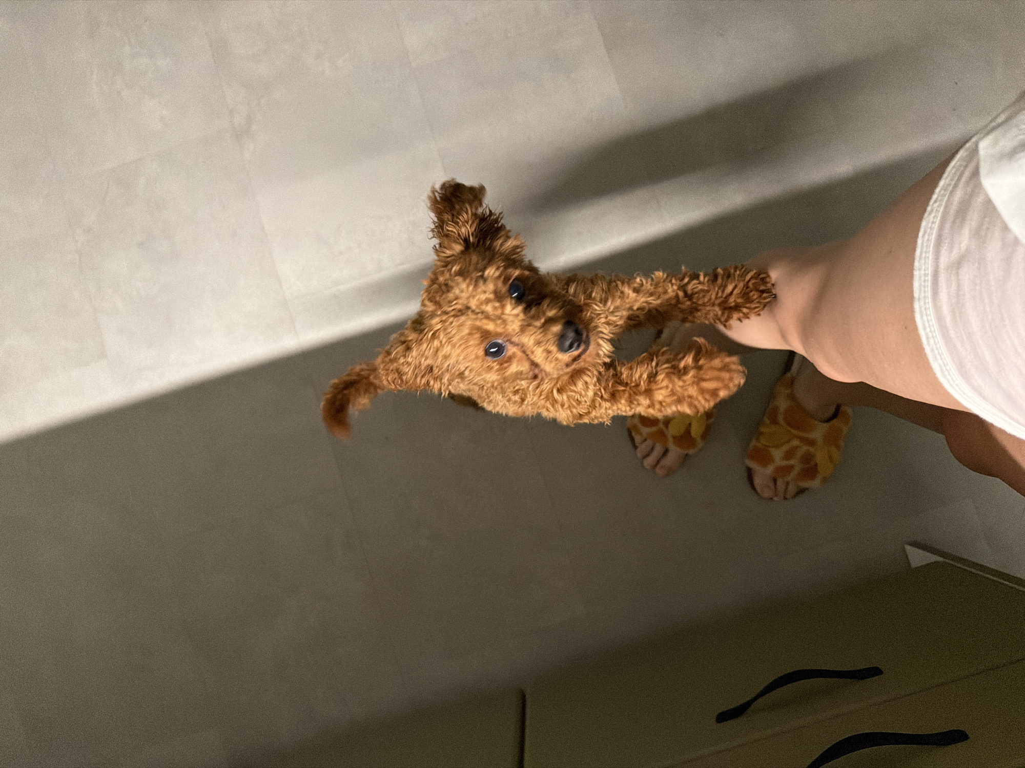 A small, fluffy, light brown toy poodle is being held up by its owner's leg, looking directly at the camera. The poodle has dark, round eyes and its ears are perked up. It is standing on the owner's bare leg, above the owner's feet which are wearing fuzzy slippers with a giraffe-like pattern in yellow and orange. The owner is wearing white shorts. The background consists of a light-colored tiled floor with a large shadow cast diagonally across it from the right. To the left, a portion of a piece of furniture, possibly a dresser or wardrobe, is visible, with two dark, curved handles. The lighting suggests an indoor environment, possibly a hallway or a room with tiled flooring. The scene does not provide any specific clues about its location in Sofia, Bulgaria.