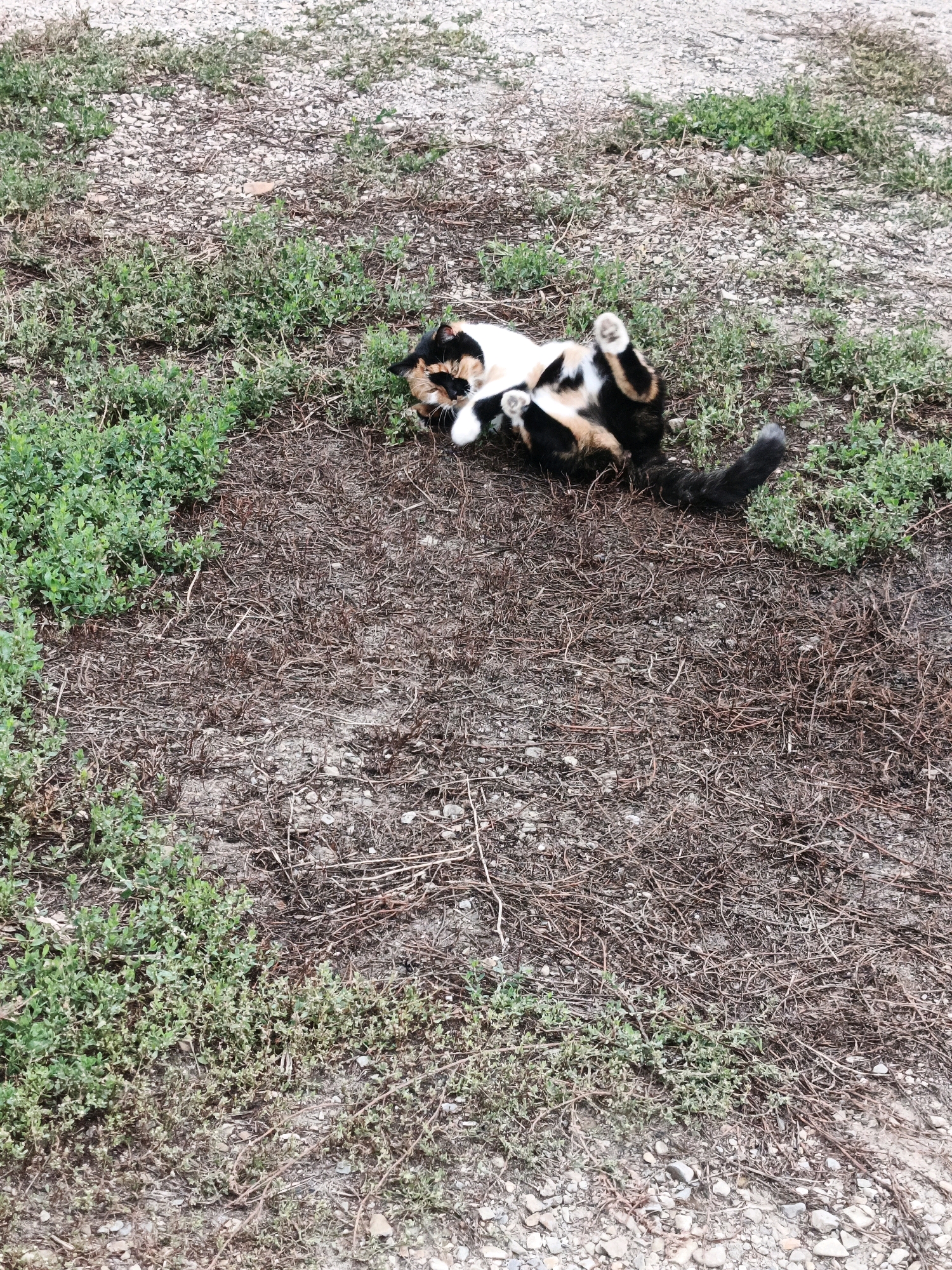 A calico cat is lying on its back on a patch of dry grass and gravel. The cat's legs are in the air and it appears to be playing or relaxing. The background is a mixture of dry brown grass, green vegetation, and small stones. The scene is outdoors in what appears to be a rural or undeveloped area. The location is described as Bessonovka, Russia, though this specific detail cannot be verified from the image itself.