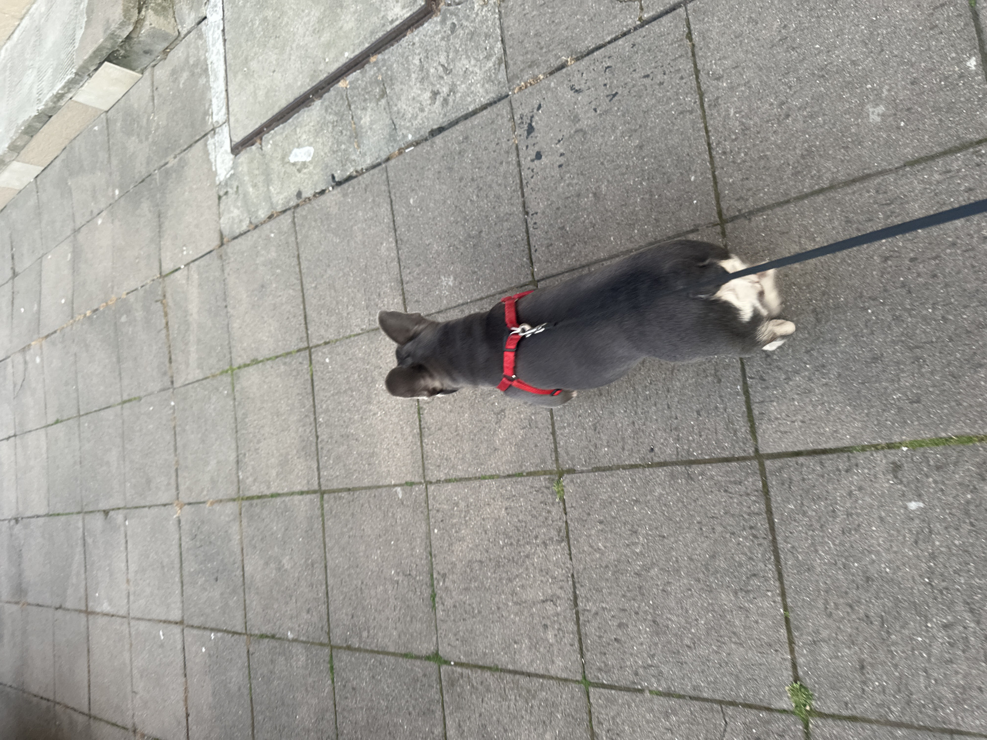 The image shows a view from above, looking down at a dog walking on a sidewalk. The dog is a short-haired breed, primarily dark gray with white markings on its chest and hindquarters. It is wearing a red harness and is attached to a black leash, which extends out of frame to the lower right. The sidewalk is paved with large, square gray concrete tiles, with visible grout lines and some patches of green moss growing in the cracks. To the right of the sidewalk, there is a raised concrete curb with lighter-colored stone or concrete slabs, and a metal grate or drain cover. The scene appears to be outdoors in an urban or suburban environment.