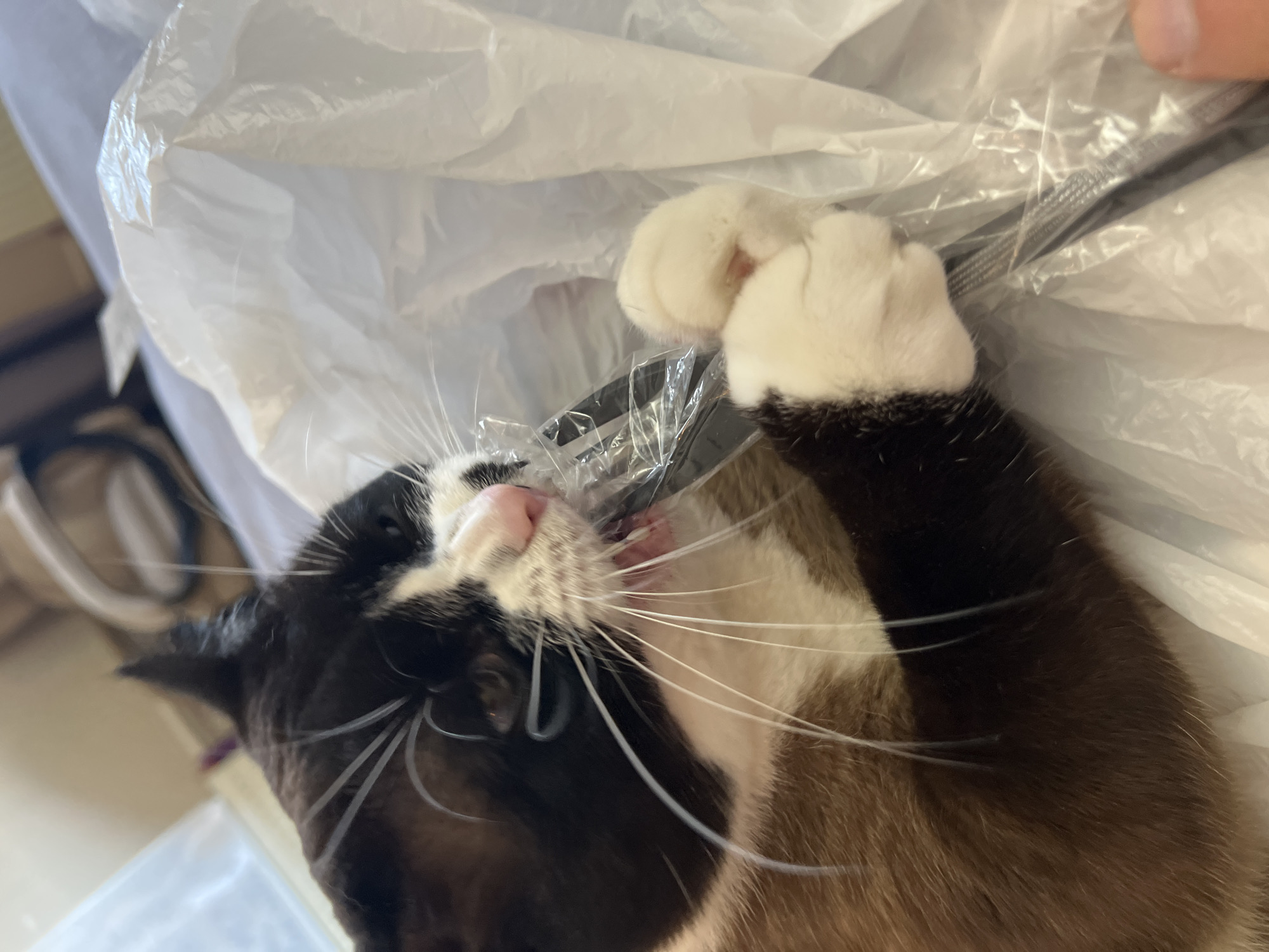 A close-up, low-angle shot shows a black and white cat with brown fur on its body chewing on a clear plastic bag. The cat is lying on a white surface that appears to be a bed. The cat's mouth is open, and its teeth are visible as it bites down on the plastic. One of the cat's front paws is holding the plastic bag. The background is blurred, but it appears to be an indoor setting with furniture. There is no indication of the city of Noviy, Russia.