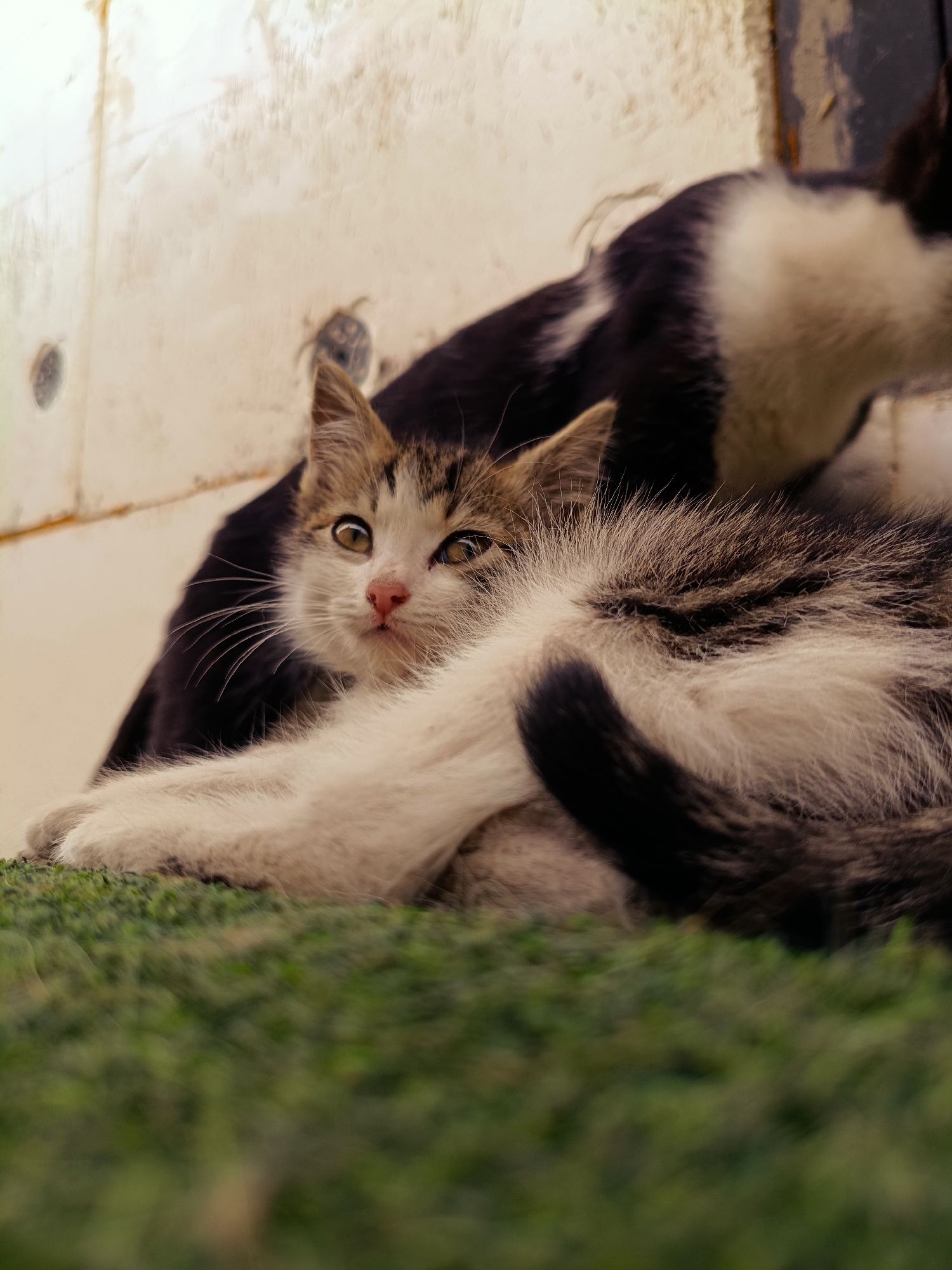 A close-up, low-angle shot captures two cats in an outdoor, possibly urban, setting. The foreground is dominated by a patch of green, artificial turf, its texture visible and slightly blurred. Behind the turf, a younger, tabby and white kitten lies on its side, looking directly at the camera with wide, light brown eyes and a pink nose. Its fur is a mix of grey, brown, and white, with intricate tabby markings. The kitten's paws are crossed in front of it, and its tail curls around its body. Behind the kitten, the back of an adult black and white cat is visible, mostly out of focus. This adult cat appears to be larger and is positioned to the right of the frame. The background consists of a textured, off-white wall with a vertical, dark opening or gap on the right side. The lighting suggests it is daytime, with soft illumination. The scene appears to be in Tash-Dobo, Kyrgyzstan, though no specific landmarks are identifiable.