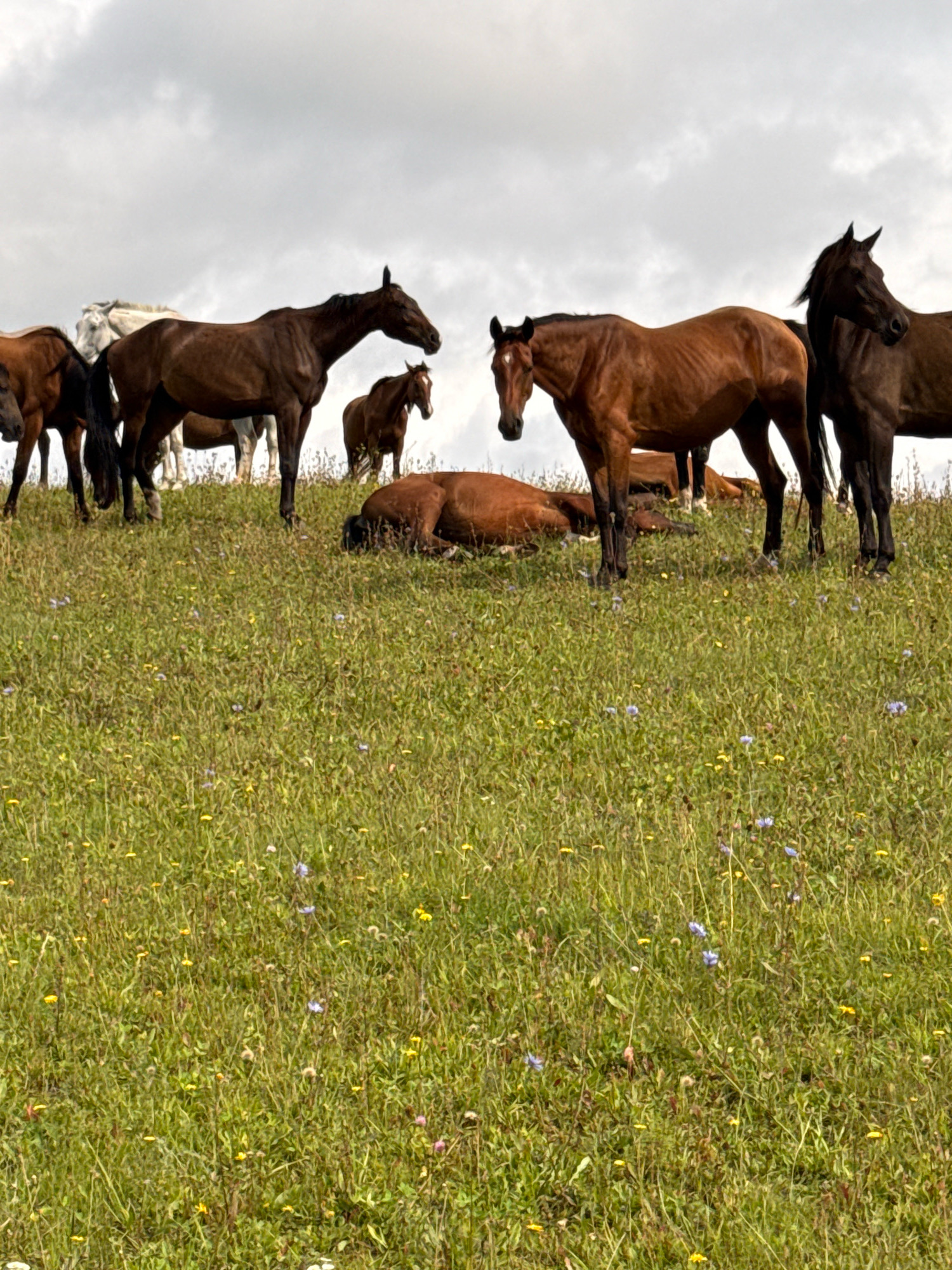 In a grassy field in Galinė, Lithuania, a group of horses are gathered on a slight incline under a cloudy sky. Seven horses are visible, with some standing and others lying down. One horse in the foreground is lying on its side in the grass, while another is standing and looking towards the viewer. A group of horses are clustered together in the background, with one prominently standing with its head turned. The field is covered in green grass with scattered yellow and purple wildflowers. The ground slopes upwards towards the horses.