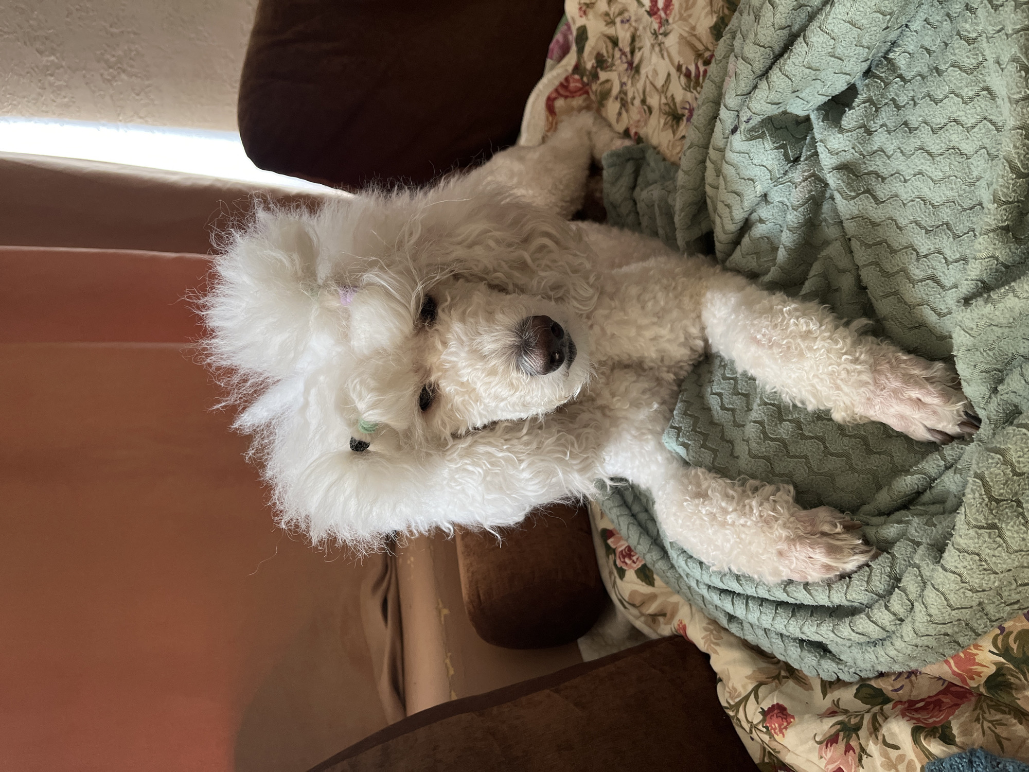 A white poodle-like dog with curly fur is lying on a bed. The dog has a dark nose and appears to be resting comfortably. A green textured blanket covers part of the bed, along with a floral patterned fabric. The bed appears to be in a room with brown furniture visible in the background. Light is entering the room from a window with blinds.