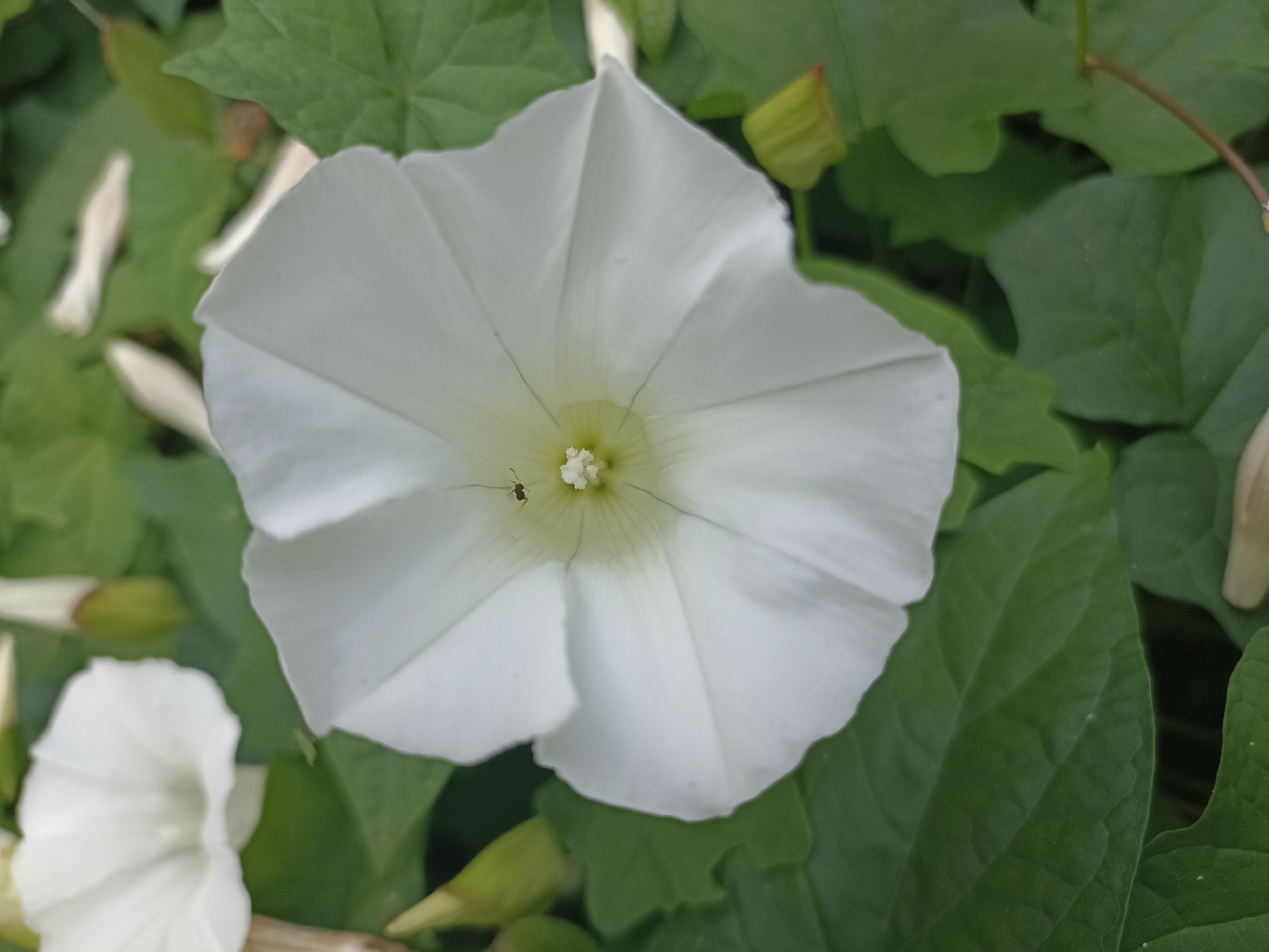 This close-up, overhead shot features a white morning glory flower in full bloom. The flower's petals are a delicate, creamy white with subtle green veining emanating from the center. Inside the bloom, a tiny, dark insect, possibly an ant, is visible near the pistil and stamens. The flower is surrounded by lush green leaves, typical of a garden or natural setting.
In the lower left of the frame, another white morning glory is partially visible, also in bloom. Several unopened flower buds, encased in light green sepals, are scattered around the frame, some with hints of reddish-orange tips. The lighting suggests it might be daytime, with soft illumination on the flowers. The overall impression is one of natural beauty and tranquility. While no text is visible, the context provided places this scene in Gusar, Azerbaijan.