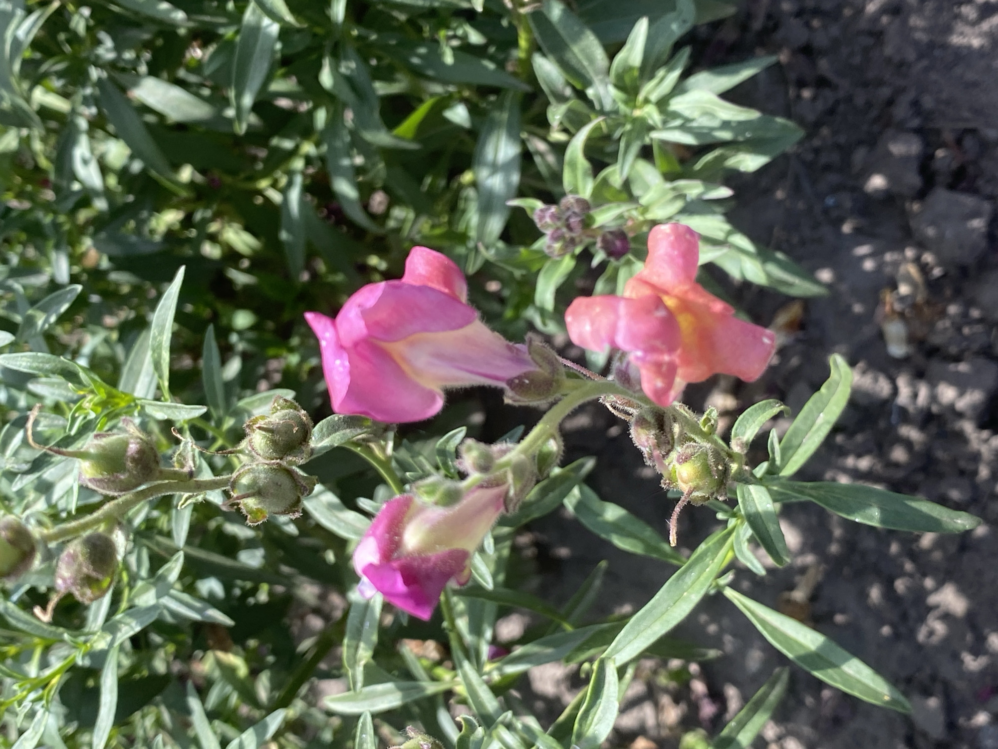 The image depicts a close-up view of pink snapdragon flowers in bloom, situated amidst lush green foliage. The flowers are vibrant and detailed, with delicate petals and distinct stamen. Some unopened buds and seed pods are also visible on the stems, suggesting the plant is in various stages of its life cycle. The background consists of more green leaves and a dark, earthy ground, likely soil. The lighting suggests it is daytime, with sunlight casting shadows and highlighting the textures of the plants. The scene appears to be a garden or natural setting, typical of a residential area or park in Ustyvytsia, Ukraine. There are no people or animals visible in the image.