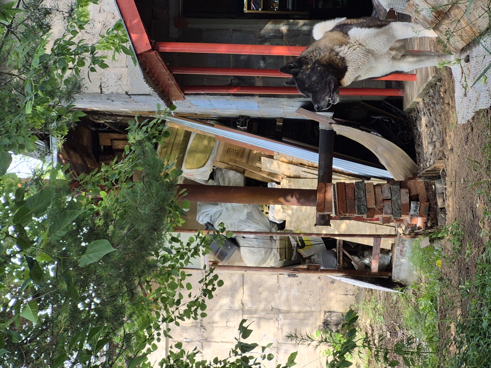 An American Akita dog with brown, black, and white fur stands on a concrete porch. The dog is facing to the left and has its mouth slightly open. Behind the dog is a building with a red-painted porch roof and red vertical posts. The building appears to be constructed of concrete blocks. To the left of the building, there is a pile of construction materials, including lumber, plastic sheeting, and what appear to be bags of insulation. A metal pipe extends horizontally from the building towards the front of the image. The ground is covered with dirt, grass, and debris. The scene appears to be an outdoor area behind a residential or industrial building in the city of Chaikovsky, Russia.