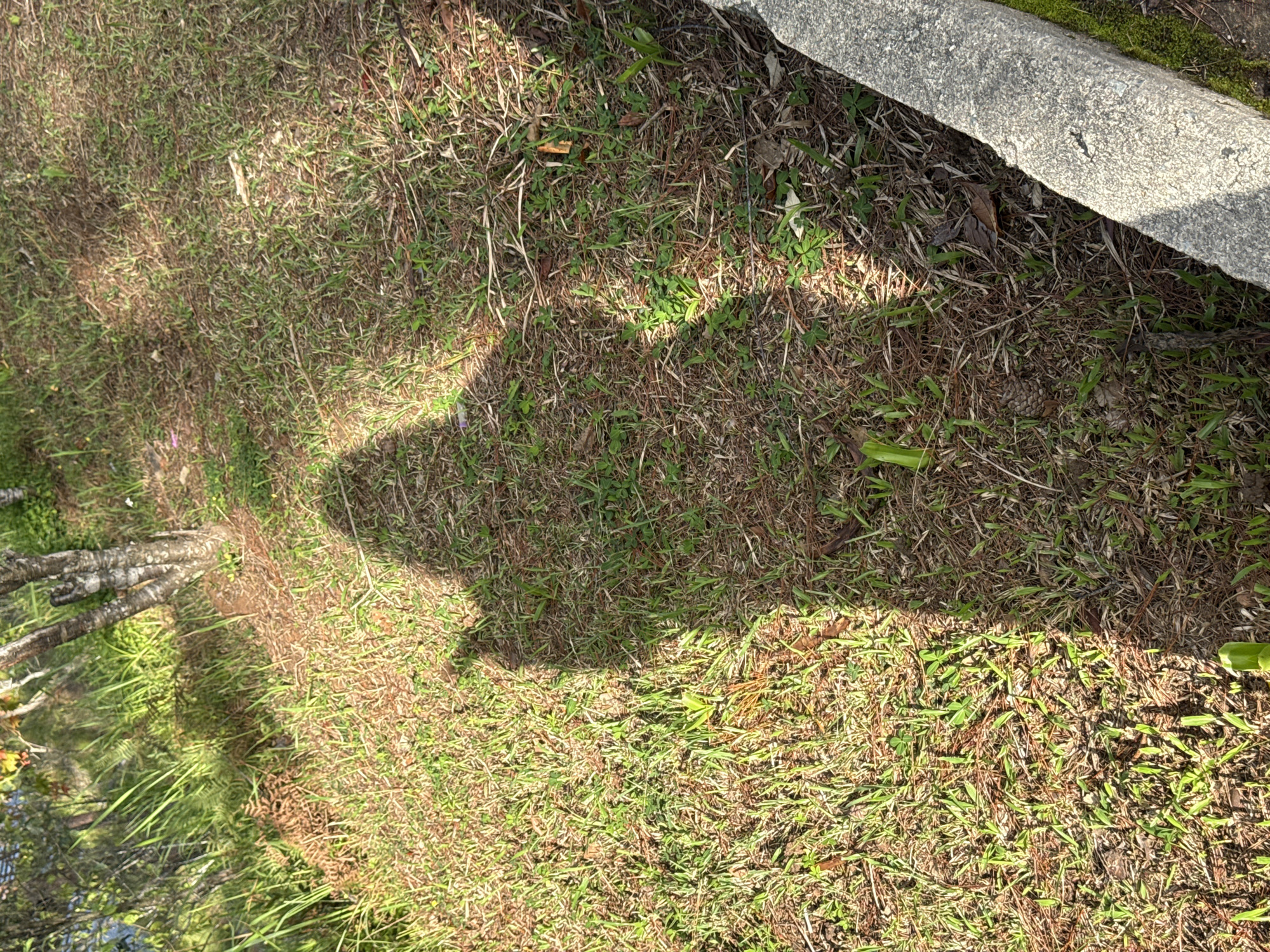 The image shows a shadow of a person with their left arm raised and index finger extended, pointing upwards. The shadow is cast on a patch of dry grass, interspersed with some green shoots, suggesting a natural outdoor environment. Sunlight dapples the ground, creating areas of light and shadow. In the background, blurry trees and foliage are visible. To the right, a concrete curb runs along the edge of the grassy area, with some moss growing on it. The scene appears to be in Đạ Cháy, Vietnam, likely a park or a roadside area with vegetation.
