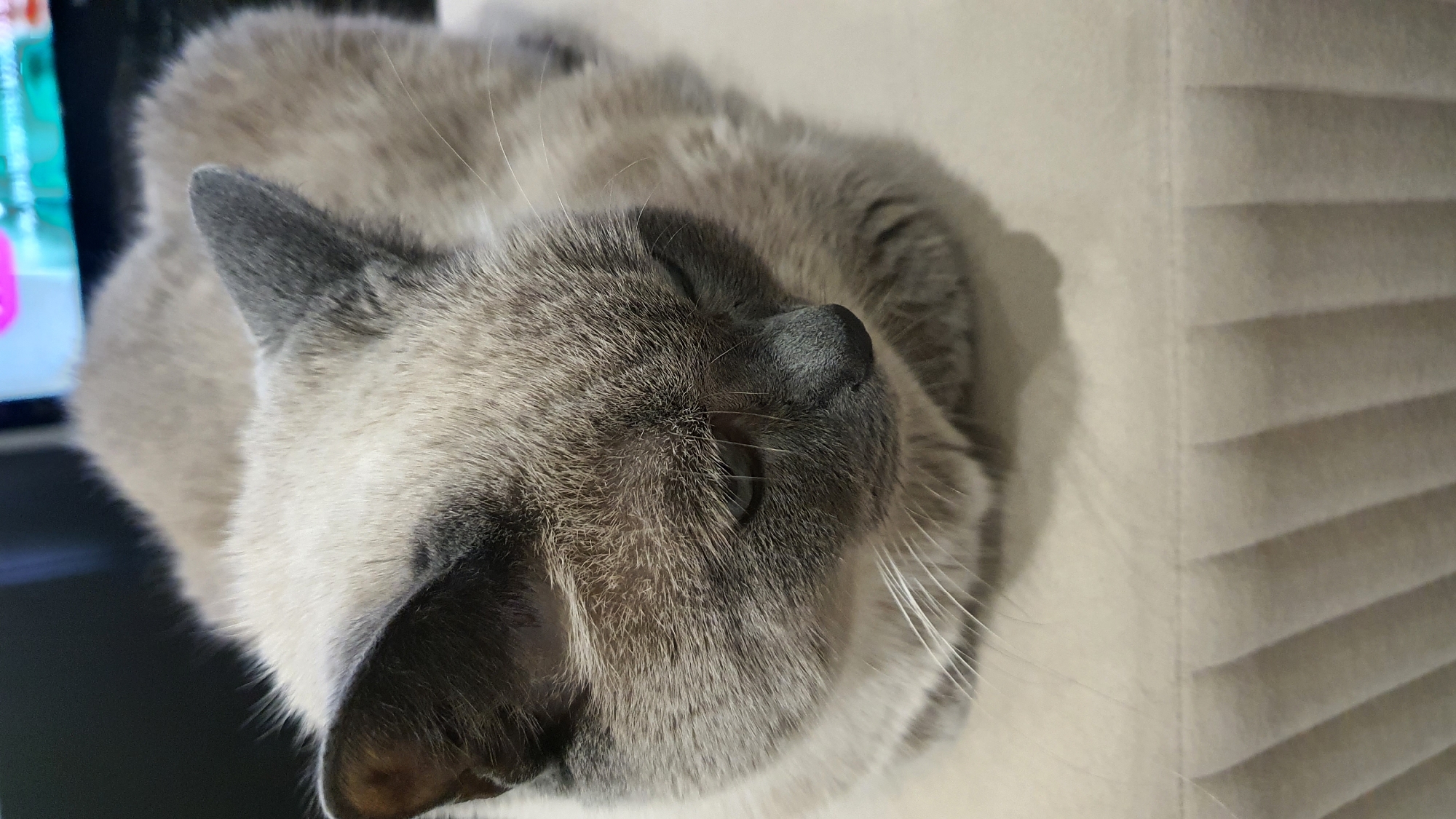 A close-up, eye-level shot captures a Siamese cat resting on a beige, tufted surface, likely a piece of furniture. The cat is facing downwards, with its eyes partially closed, suggesting a state of relaxation or drowsiness. Its fur is a mix of light cream and darker greyish-brown markings, characteristic of the Siamese breed, particularly on its ears and face. The whiskers are long and white, fanning out from its muzzle. The background is dark and out of focus, with a hint of a brightly lit screen, possibly a television or computer monitor. The tufted surface beneath the cat has a textured appearance with distinct parallel lines. The image does not contain any information to indicate its location in Krasnoyarsk, Russia.