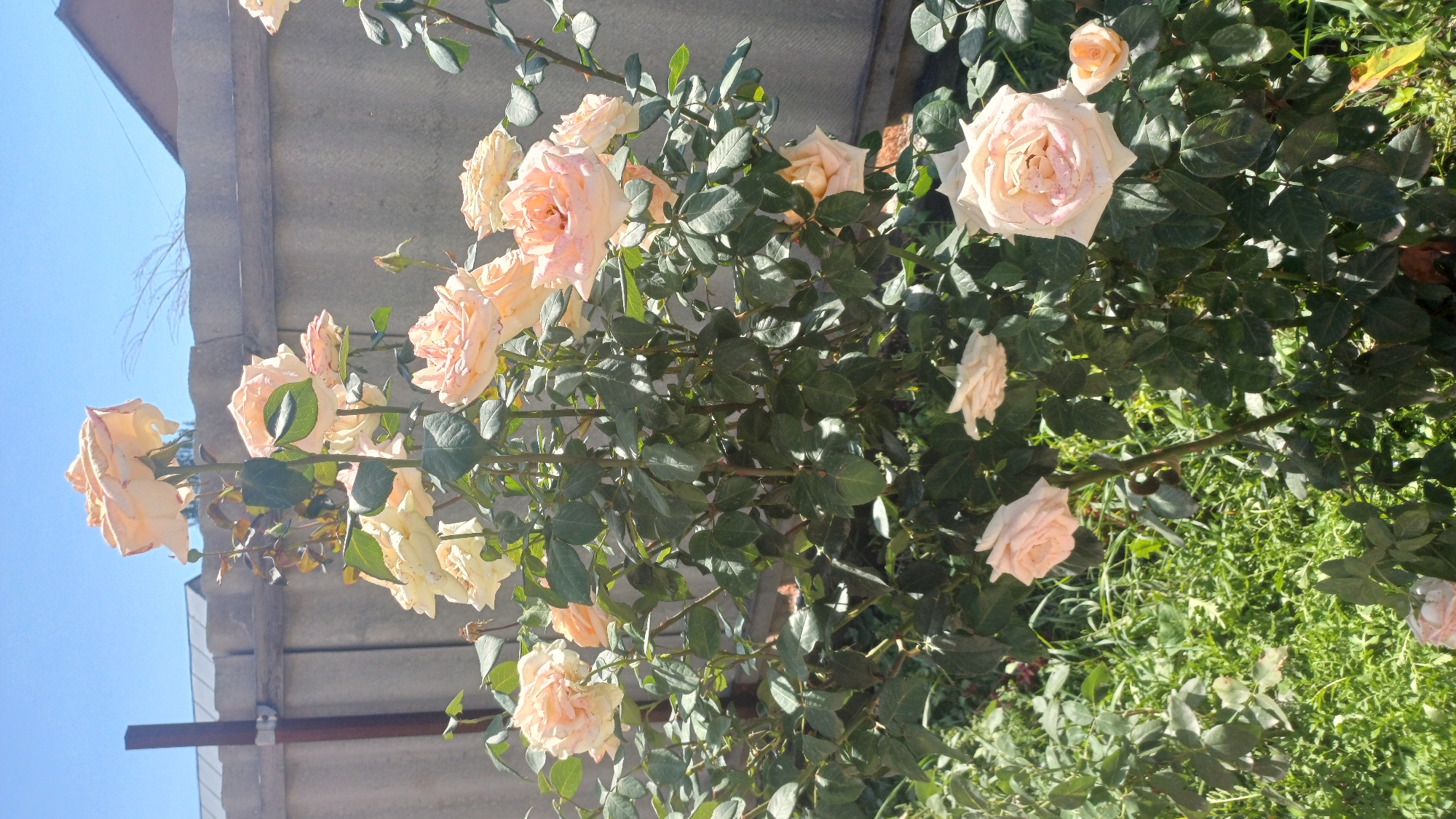 The image shows a rose bush with several light pink and peach-colored roses in bloom. The roses are a mix of fully opened and partially opened buds. The bush is lush with green leaves and is situated outdoors in a garden area. In the background, there is a light gray, textured fence made of corrugated material, and a clear blue sky. A portion of a building with a dark roof is visible above the fence. The environment appears to be a residential area with a garden. The specific location is Кашат, Kyrgyzstan.
