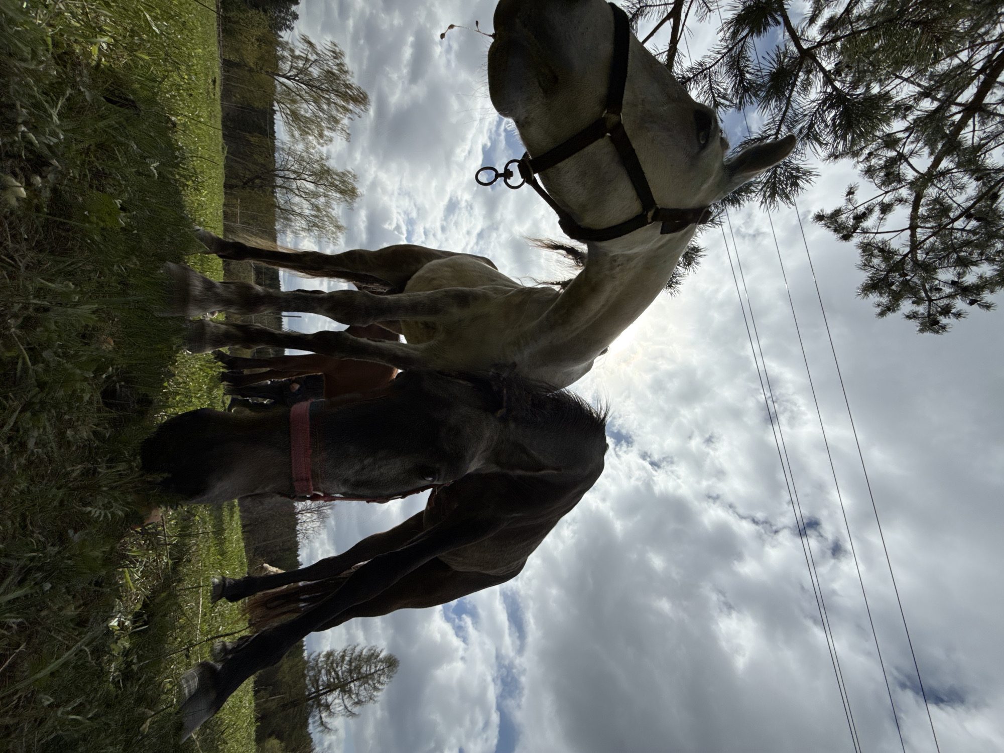 The image depicts two horses in a field in Komary, Russia. The camera angle is low, looking up at the animals. The foreground shows green grass and vegetation. In the center are two horses, one grey and the other dark brown/black. Both have halters on. Behind the horses is a cloudy sky with a few trees visible. Some power lines are visible in the sky.