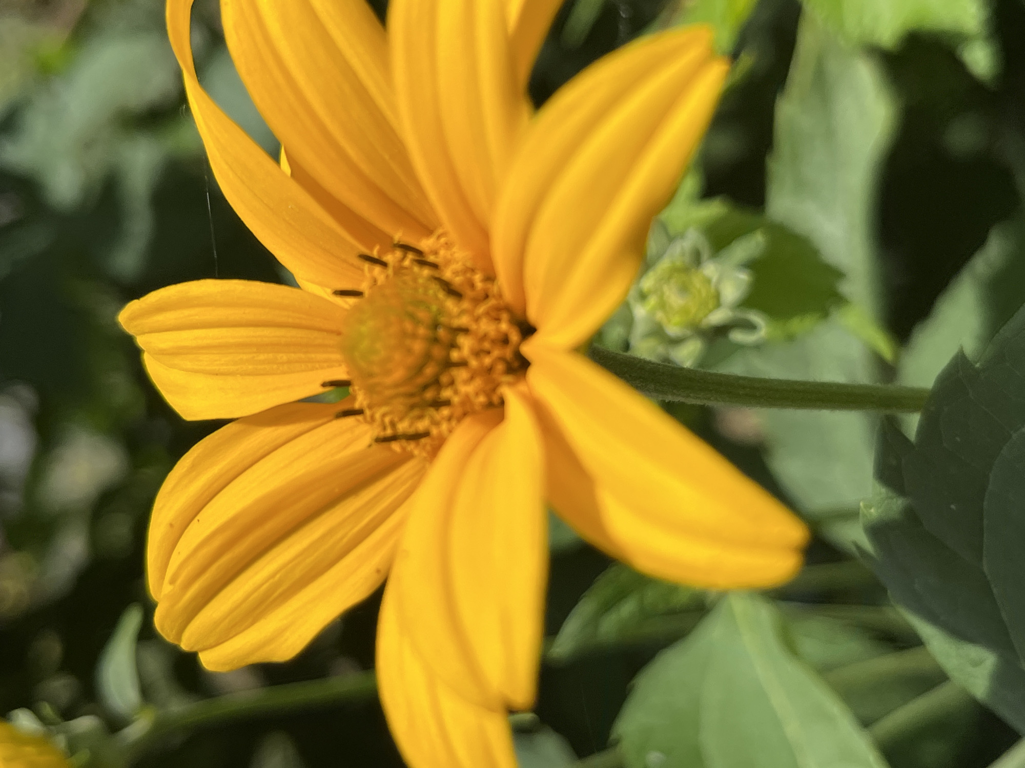 A close-up shot captures a vibrant yellow flower with multiple petals. The flower's center is detailed with small, dark stamen and a fuzzy, greenish-yellow pistil. The petals are elongated and curve outwards, some appearing slightly translucent in the light. A thin, delicate strand, possibly a spider's web, is visible spanning across one of the petals.
The flower is positioned against a blurred background of lush green foliage. Some leaves are lighter green and softly illuminated, while others are darker and form deep shadows, suggesting sunlight filtering through the plants. A small, unopened bud with light green sepals is visible to the right of the main flower. A dark stem runs horizontally across the bottom of the frame, partially obscured by the flower.
The lighting indicates it is daytime, likely sunny, given the bright colors and shadows. The overall impression is one of nature's detail and beauty, with a focus on the textures and colors of the flower and its surroundings. The scene is natural and appears to be outdoors. No people or text are visible in the image. The context provided places this scene in Dnipro, Ukraine.
