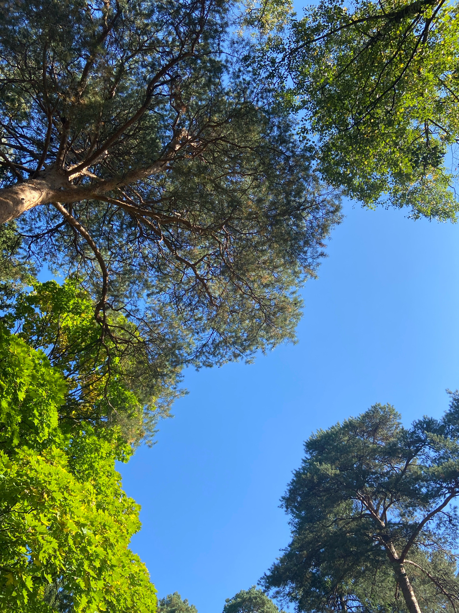 The image shows a view looking up at the sky through the canopy of trees. On the left side, there are bright green leaves of deciduous trees, possibly maple, with sunlight filtering through them. To the upper left and center, there is a large pine tree with dark green needles and intricate branching. In the upper right, the leaves of another deciduous tree are visible, appearing lighter green. The sky is a clear, vibrant blue. The bottom right of the image shows the dark green canopy of another pine tree. The scene is likely a park or forest area.
The location is identified as Balashikha, Russia.