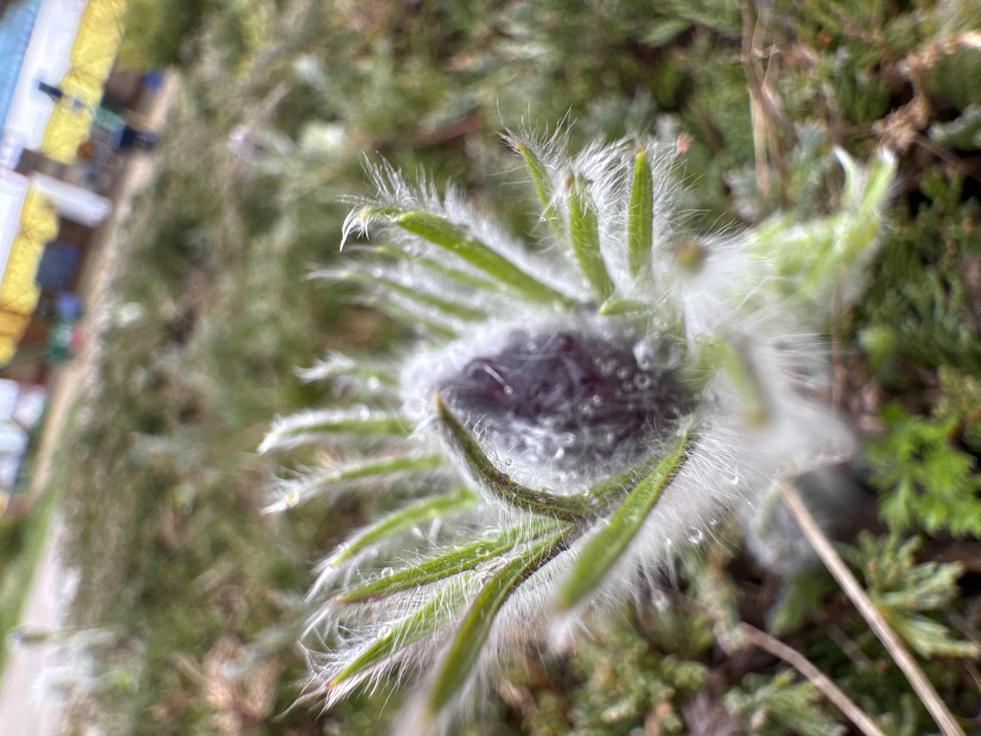 A close-up photograph shows a flower bud covered in delicate, white fuzz and dewdrops. The bud has green, pointed sepals also covered in white fuzz. The interior of the bud appears to be a dark purple or black color. The background is blurred, showing green vegetation and a hint of a building structure in the distance. The location is presumed to be Kurganinsk, Russia.