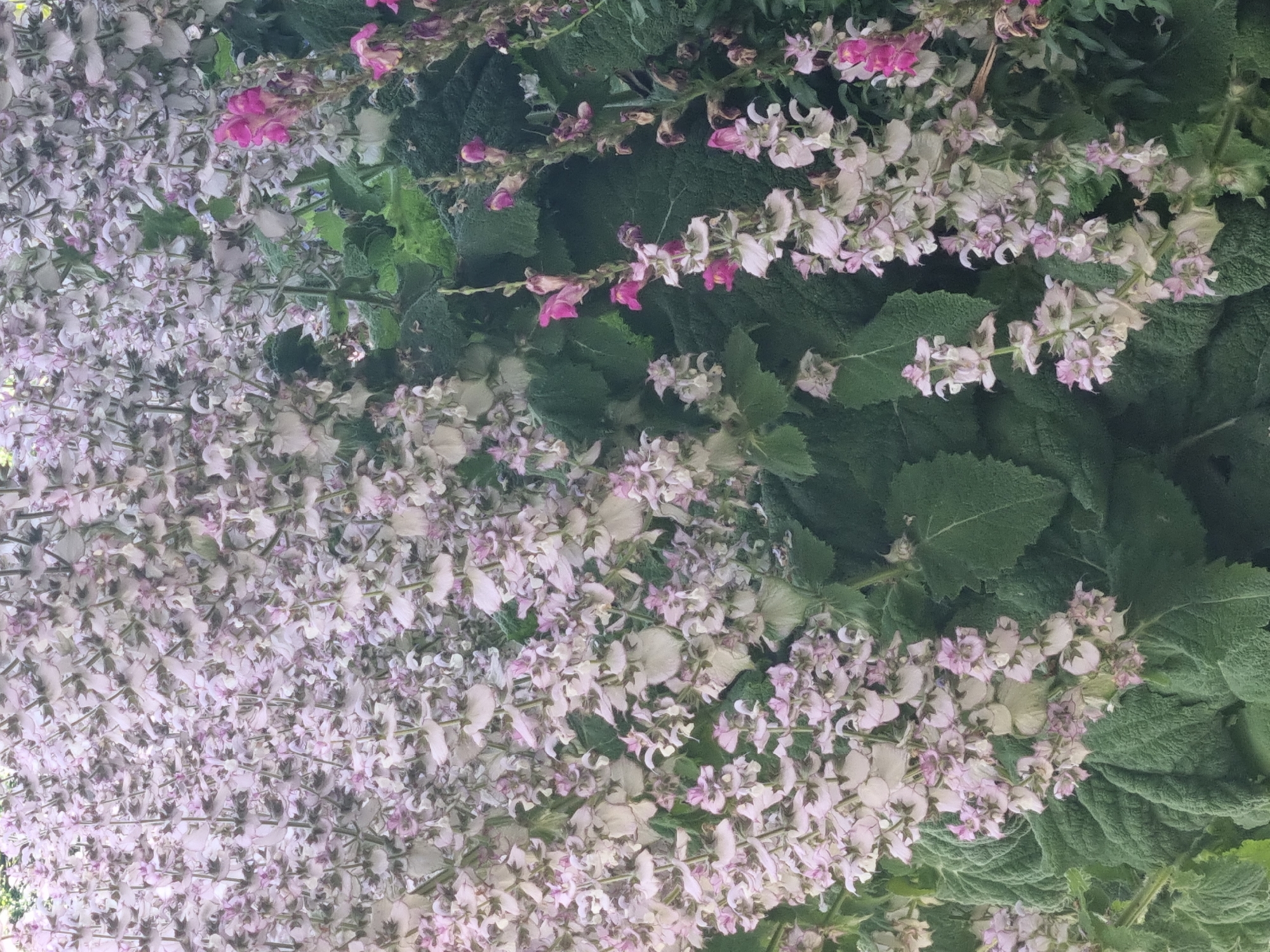The image shows a dense cluster of pale purple and white flowers with some bright pink accents, growing amidst large, dark green, textured leaves. The flowers are arranged in tall spikes. The scene appears to be a garden or natural setting. There are no people or man-made objects visible. The image quality is slightly soft, giving a dreamy or watercolor-like effect.