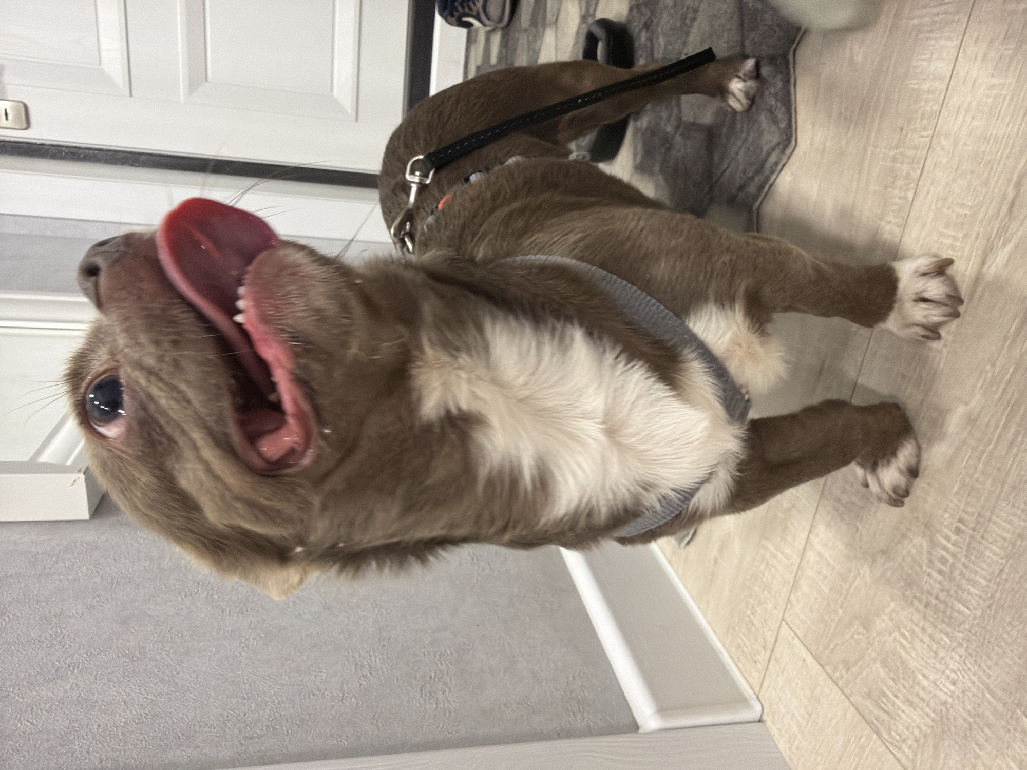 An indoor, vertical shot captured in Votkinsk, Russia, features a playful dog, possibly a puppy, with brown and white fur. The dog is positioned on a light-colored wooden laminate floor, with its head tilted sharply upwards towards the top of the frame. Its mouth is wide open, revealing a pink, curled tongue extending outwards, and its dark eyes are bright and expressive, conveying excitement or happiness.
The dog wears a grey harness around its chest, and a black leash with a silver clasp is attached to it, trailing into the background. Its fur is predominantly short and brown, with distinct patches of white fur on its chest and paws.
The background shows a domestic setting. A white baseboard runs along a light grey, subtly textured wall. In the upper portion of the image, a white paneled door with a silver handle is visible. A dark grey or black mat or rug is partially visible beneath the dog's hindquarters. The lighting is even and bright, consistent with an indoor environment. There is no visible text in the image.