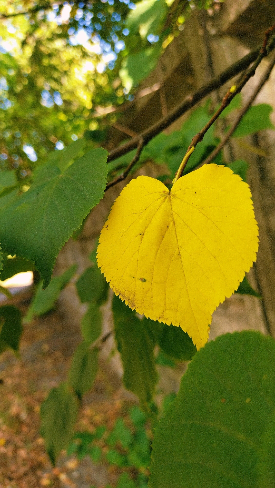 A close-up, low-angle shot captures a single bright yellow leaf hanging from a thin branch. The leaf is heart-shaped with serrated edges and displays visible veins. Behind it, other green leaves are blurred, creating a shallow depth of field. The background consists of indistinct foliage, a textured stone wall, and hints of blue sky through the trees. The overall lighting suggests it is daytime. The image does not contain any people or visible signs of the city of Horishni Plavni, Ukraine.