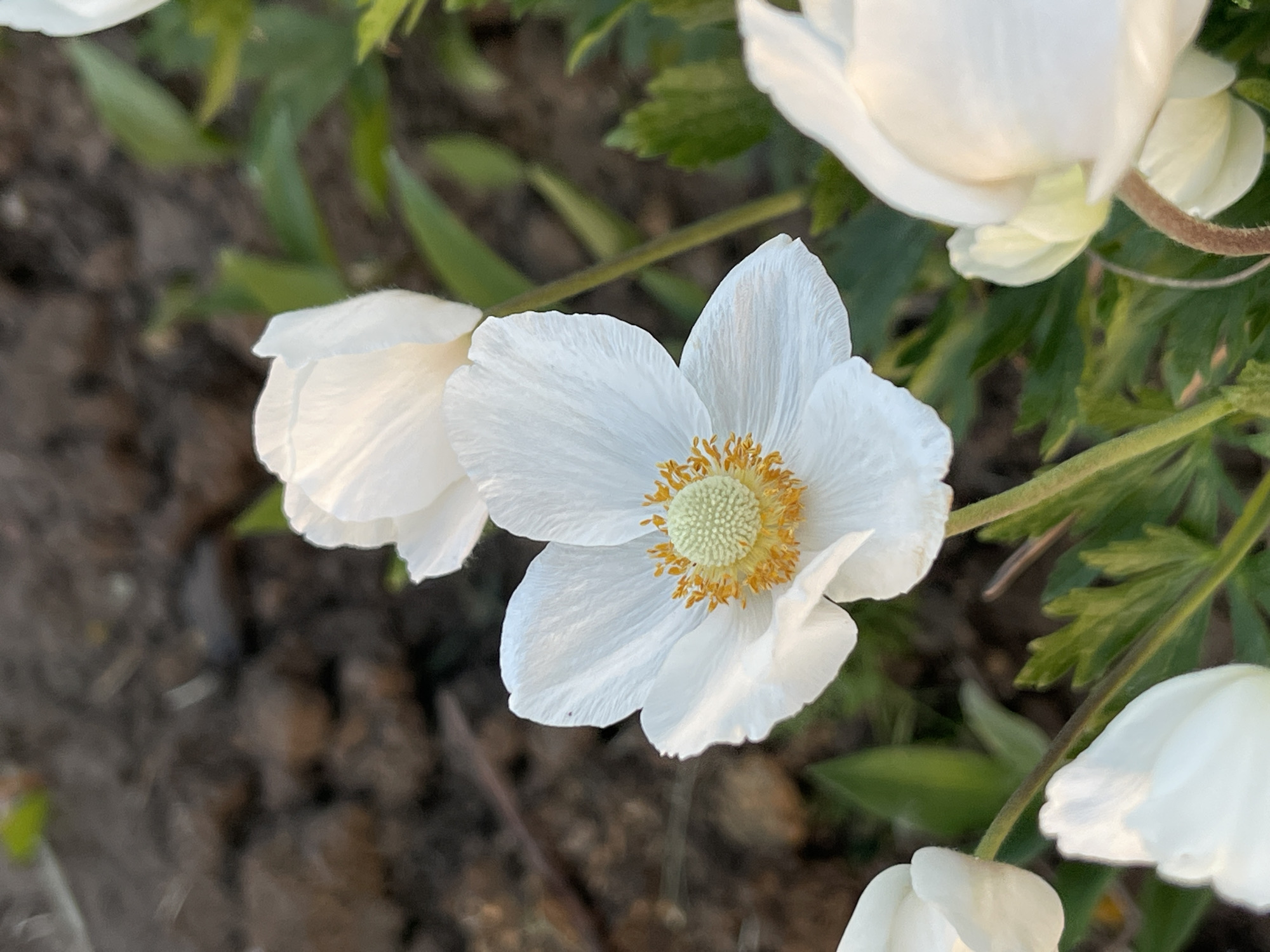 The image shows a cluster of white anemone flowers in an outdoor setting. The flowers have delicate white petals and yellow centers. The background includes green foliage and soil, suggesting a garden or natural environment. The image was taken in Перевозное, Russia.