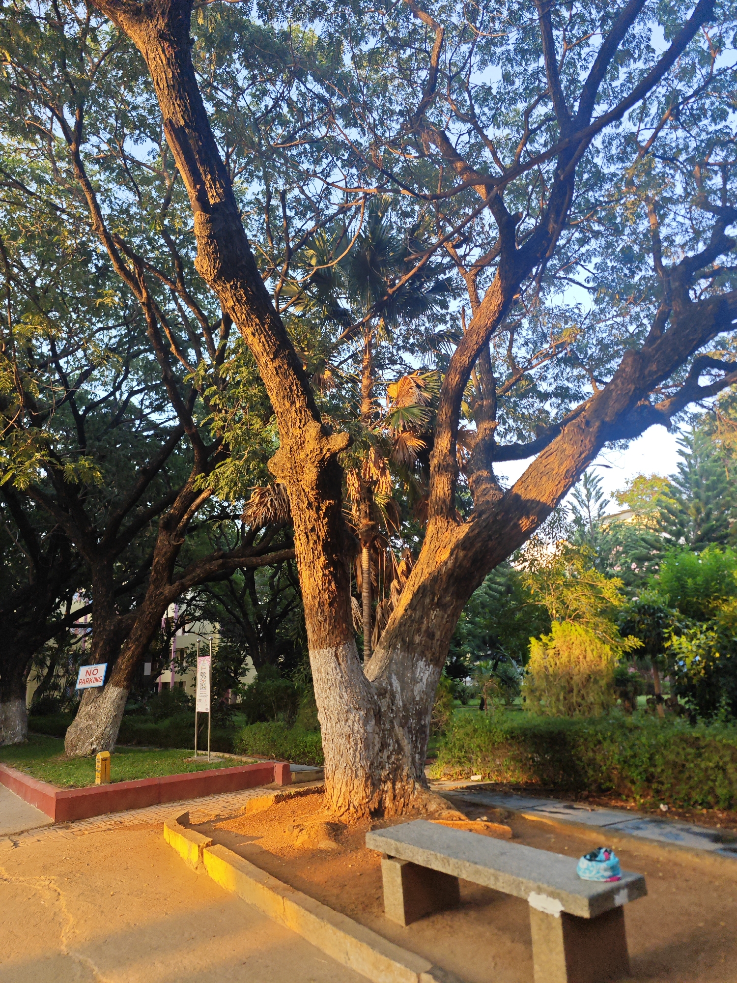 The image depicts a park-like setting in Puttaparthi, India, bathed in the warm light of what appears to be late afternoon or early morning sun. A large, gnarled tree with a thick, textured trunk dominates the foreground, its branches spreading wide and casting long shadows. The bark of the tree shows distinct patterns and is partially whitewashed near its base. In the midground, a simple stone bench sits empty, adorned with a small, colorful fabric item, possibly a scarf or a hat.
To the left, a red-curbed pathway lines a patch of green grass. A sign with the text "NO PARKING" in white letters on a blue background is visible, attached to a tree trunk. Further in the background, other trees with dense foliage and some palm trees can be seen, along with glimpses of buildings. The ground is a mixture of sand and paved areas. The overall atmosphere is serene and natural, suggesting a public space for relaxation.