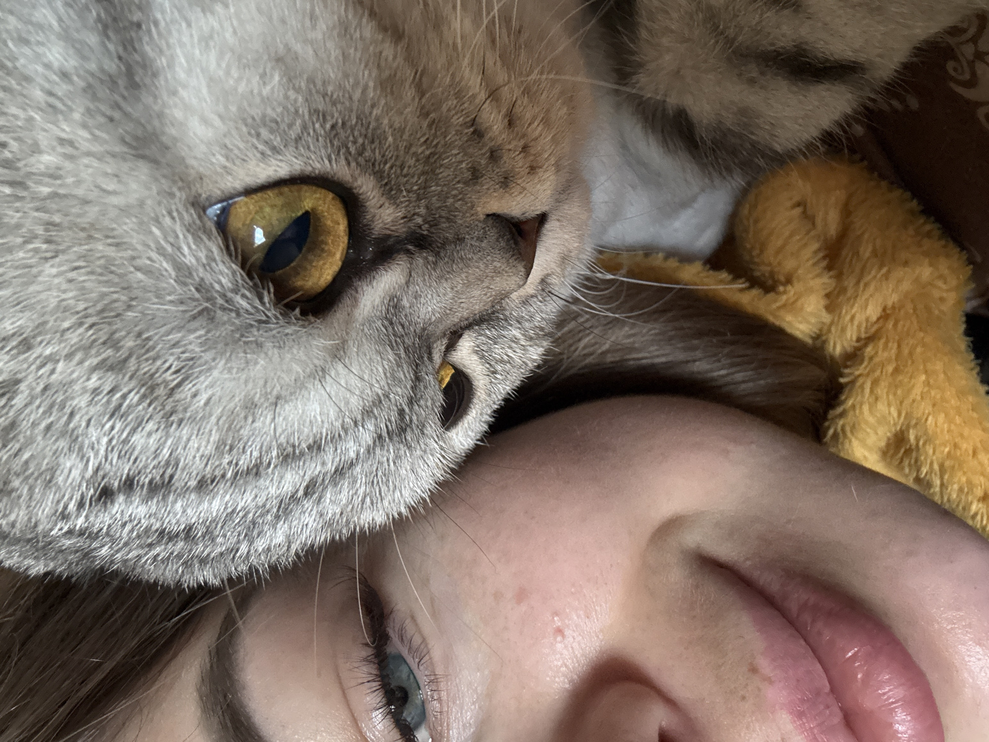 A close-up, tilted shot shows a person lying down with a cat resting its head on or near the person's face. The person's lower face, including the nose, lips, and one eye, is visible. The cat is a gray tabby with amber eyes. A portion of a yellow, furry object is also visible near the person. The background is indistinct and out of focus.
