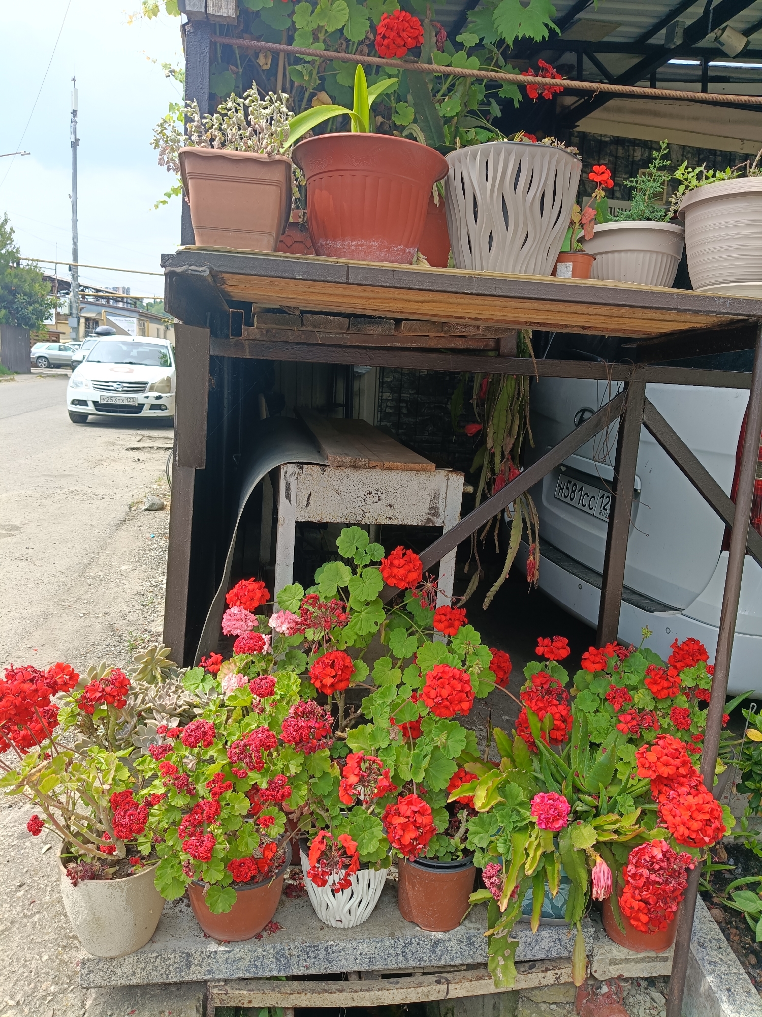 The photograph depicts an outdoor scene in what appears to be a residential or commercial area in Oryol-Izumrud, Russia. The foreground is dominated by several potted plants, primarily featuring vibrant red geraniums and succulents. These plants are arranged on a tiered structure, likely a shelf or a ledge, made of what seems to be concrete or stone. Behind the plants, a white car is partially visible, parked on a paved surface that resembles a road or a driveway. The car has a license plate that reads "y253tx 123". Further in the background, there are other vehicles and buildings, suggesting an urban or suburban setting. Overhead, a metal structure, possibly a canopy or a roof, provides shade, with more plants growing on it. A cell phone tower is visible in the distance, on the left side of the image. The sky is overcast, indicating a cloudy day. The overall impression is one of an outdoor space decorated with plants, with vehicles and infrastructure present in the background. There are no people visible in the frame.