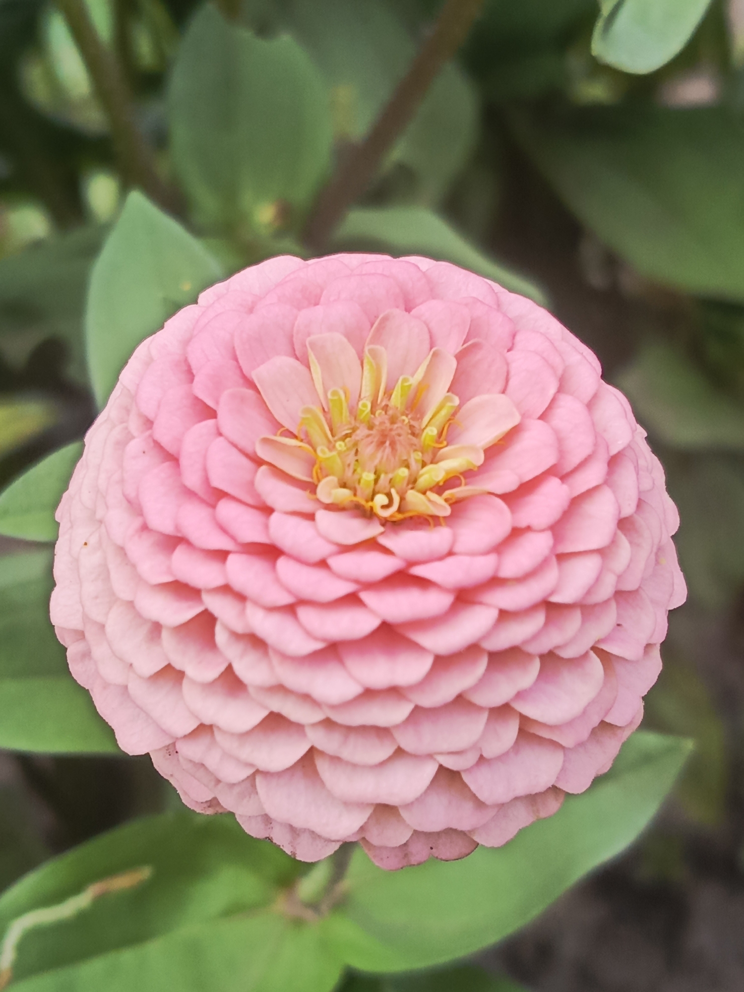 This is a close-up, vertical, eye-level shot of a pink zinnia flower. The flower's petals are layered and form a rounded shape. The center of the flower is a lighter pink and yellow. The background is softly blurred green foliage. The location is Unknown, Unknown.