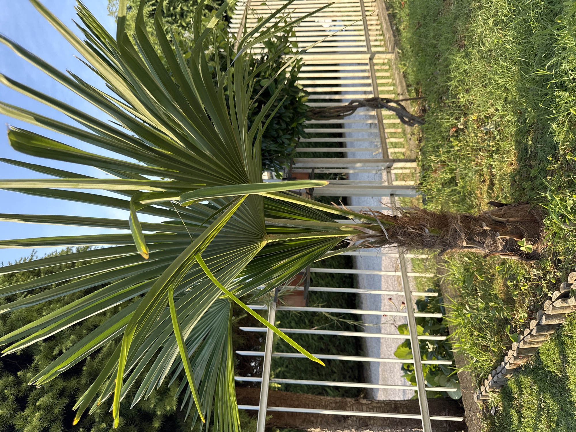 This is a vertical, eye-level, medium shot of a palm tree in a garden setting. The palm's fronds, with their long, thin leaves, dominate the left side of the frame, arching upwards and to the left. They are a vibrant green, catching the sunlight which casts subtle shadows. The trunk of the palm is visible on the right, covered in rough, fibrous material.
Behind the palm, a white, horizontal slatted fence runs across the middle ground, dividing the garden. Beyond the fence, there is a patch of lush green grass, and further back, darker green foliage, possibly bushes or trees. A twisted, bare branch of a tree or shrub is visible just above the fence. A wooden garden border made of small logs runs along the right edge of the grass.
The scene is bathed in bright sunlight, suggesting a clear day, likely late afternoon or early morning due to the long shadows and warm light. The sky, visible in the upper left corner, is a clear, bright blue. The overall impression is one of a peaceful, sunny day in a well-maintained garden. There is no visible text.