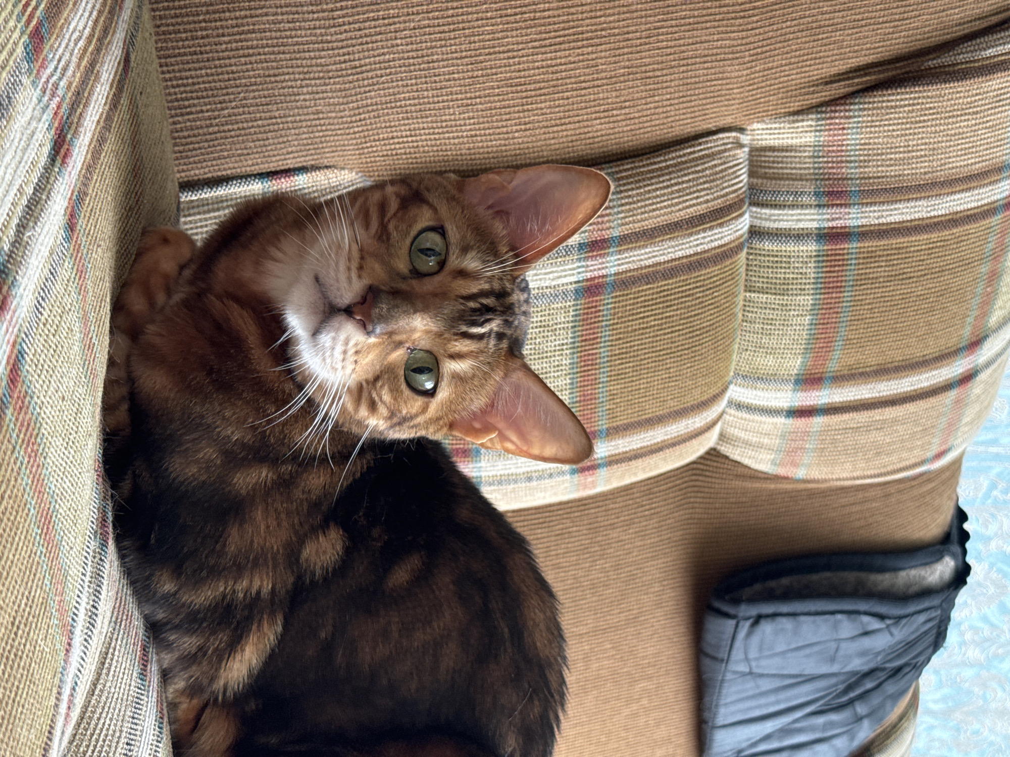 A close-up, eye-level shot shows a Bengal cat with green eyes and spotted brown fur resting on a couch. The cat's head is turned towards the camera, and its body extends to the right. The couch upholstery features a plaid pattern with brown, beige, white, and red stripes. A dark quilted object rests on the back of the couch behind the cat. The background is a blue textured wallpaper. The scene is indoors, likely in a residential setting, and no specific location in Прикамский, Russia can be determined from the image.