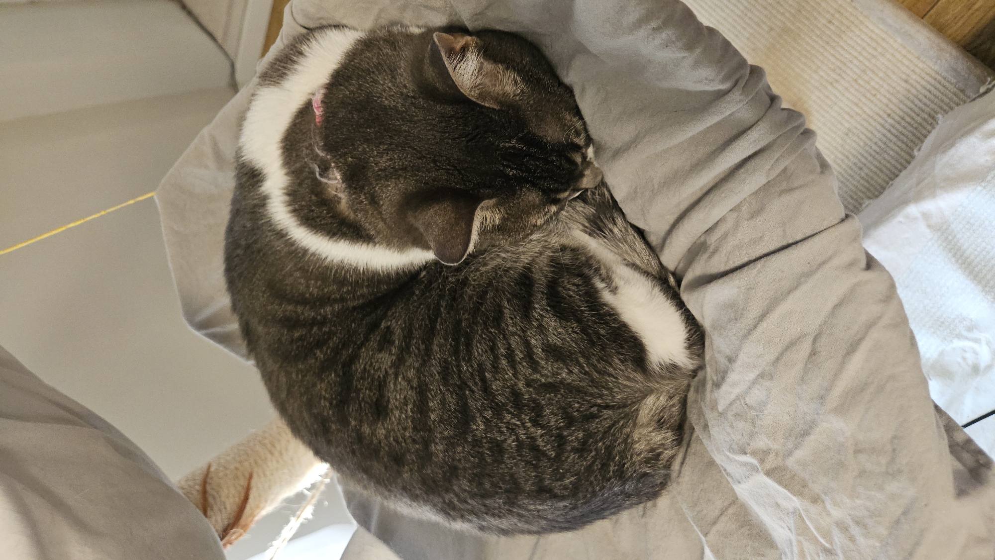A curled-up, brown and white tabby cat is sleeping in a gray fabric-lined cat bed. The cat is positioned in the center of the frame, taking up the majority of the space. The gray fabric is gathered around the cat, creating a nest-like appearance. A small section of a tan cat tree post is visible in the lower left corner. To the right of the cat bed, part of a white and gray fabric is visible. The location is not determinable from the image.