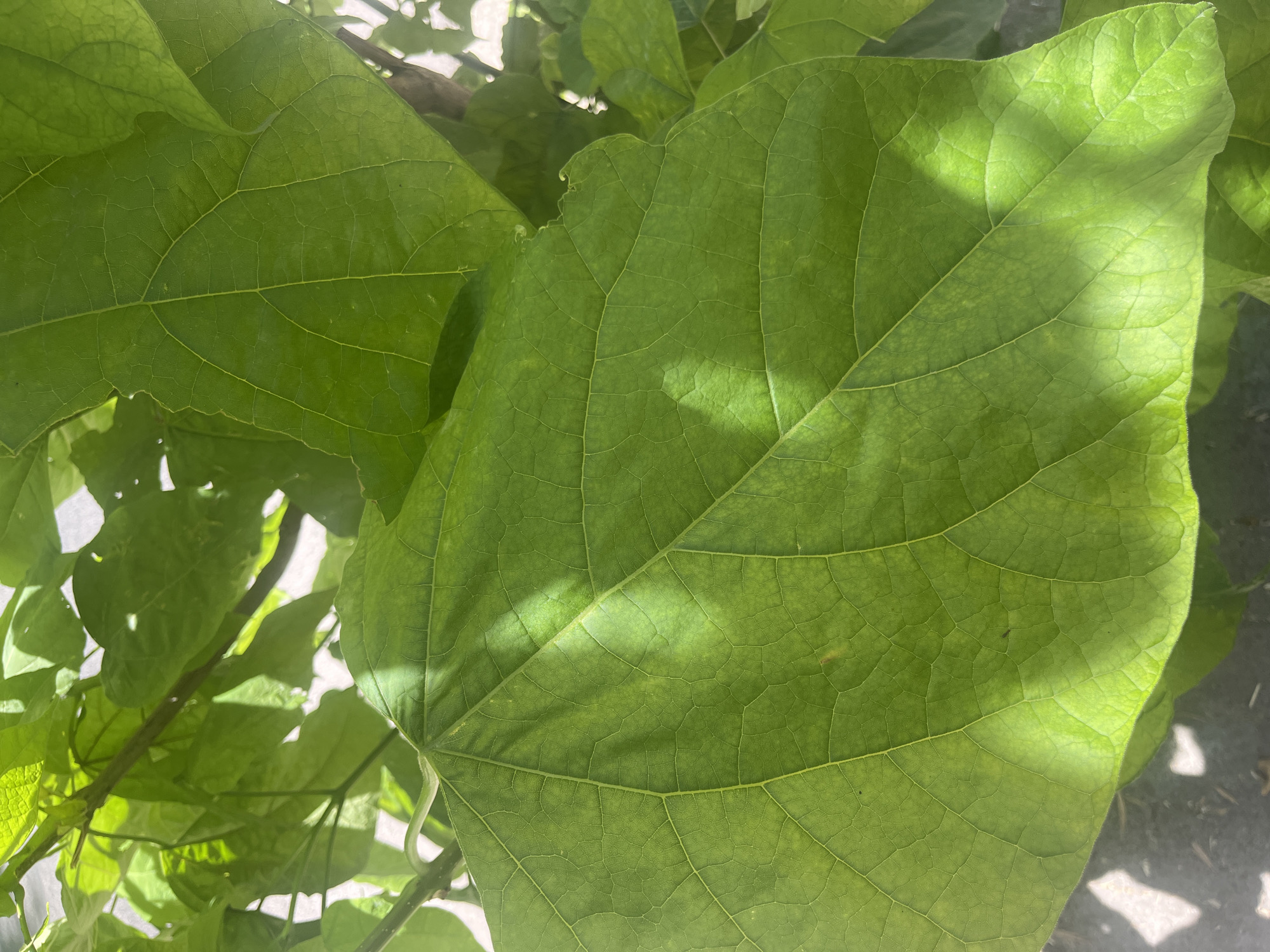 The image is a close-up, overhead shot of large, green leaves of a plant, possibly a Catalpa tree. The leaves have prominent veins and are illuminated by dappled sunlight. The scene appears to be outdoors, with some hints of what looks like a paved surface and possibly a branch in the background. There are no people or animals visible. The specific location in the city of Vallo della Lucania, Italy, is not discernible from the image itself.