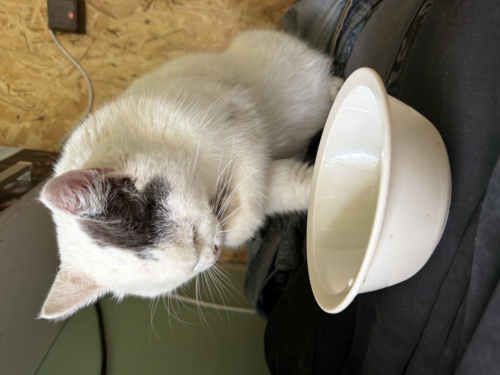 A white cat with a black patch on its forehead rests its head near a white bowl, positioned on what appears to be dark clothing or fabric. The cat has closed eyes and white whiskers. The background includes a light-colored wooden surface with a black electrical device attached to the wall, with a white cord running from it. The city of Leningradskaya, Russia is not discernible from the information provided in the image.