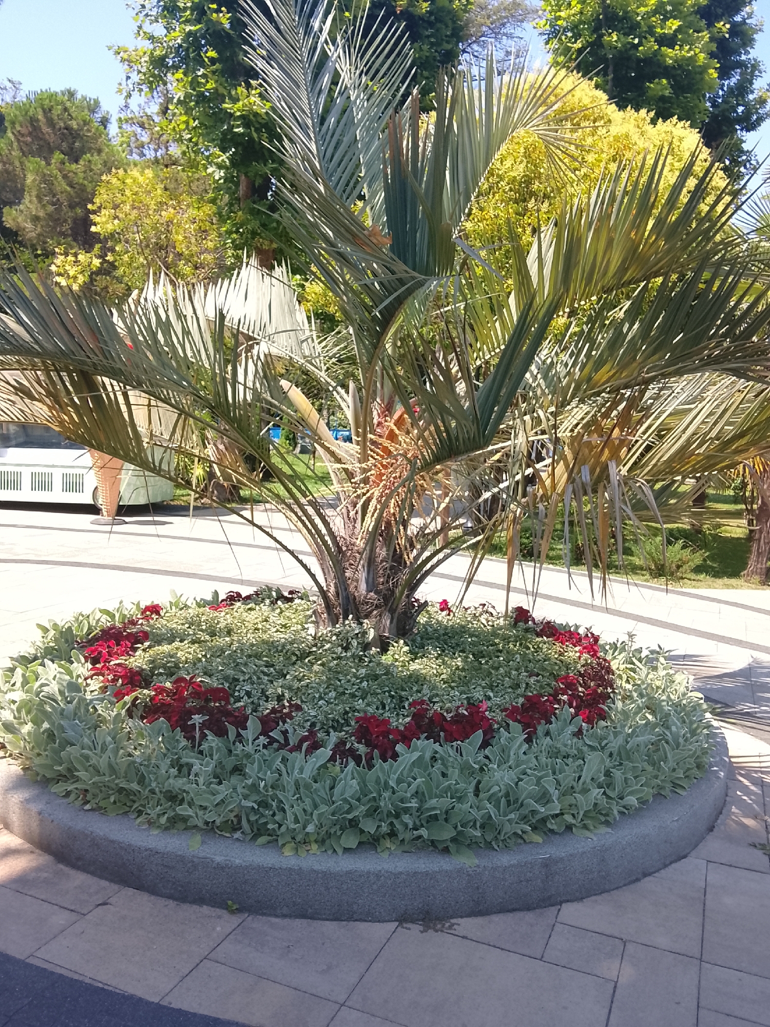 In the city of Oryol-Izumrud, Russia, a palm tree stands at the center of a circular flowerbed. The flowerbed is bordered by a gray stone curb and features a diverse arrangement of plants. At the outer edge of the flowerbed, a row of pale green, fuzzy-leafed plants is visible. Inside this, a ring of vibrant red flowers stands out against a backdrop of smaller, light green and white variegated foliage. The palm tree, with its characteristic fronds, casts shadows on the surrounding paved area. In the background, a white vehicle with striped accents and a wicker-like structure is parked, partially obscured by the palm tree. Beyond the vehicle and the flowerbed, lush green trees and the clear blue sky suggest a bright, sunny day in a park or garden setting. The ground is paved with light-colored square tiles.