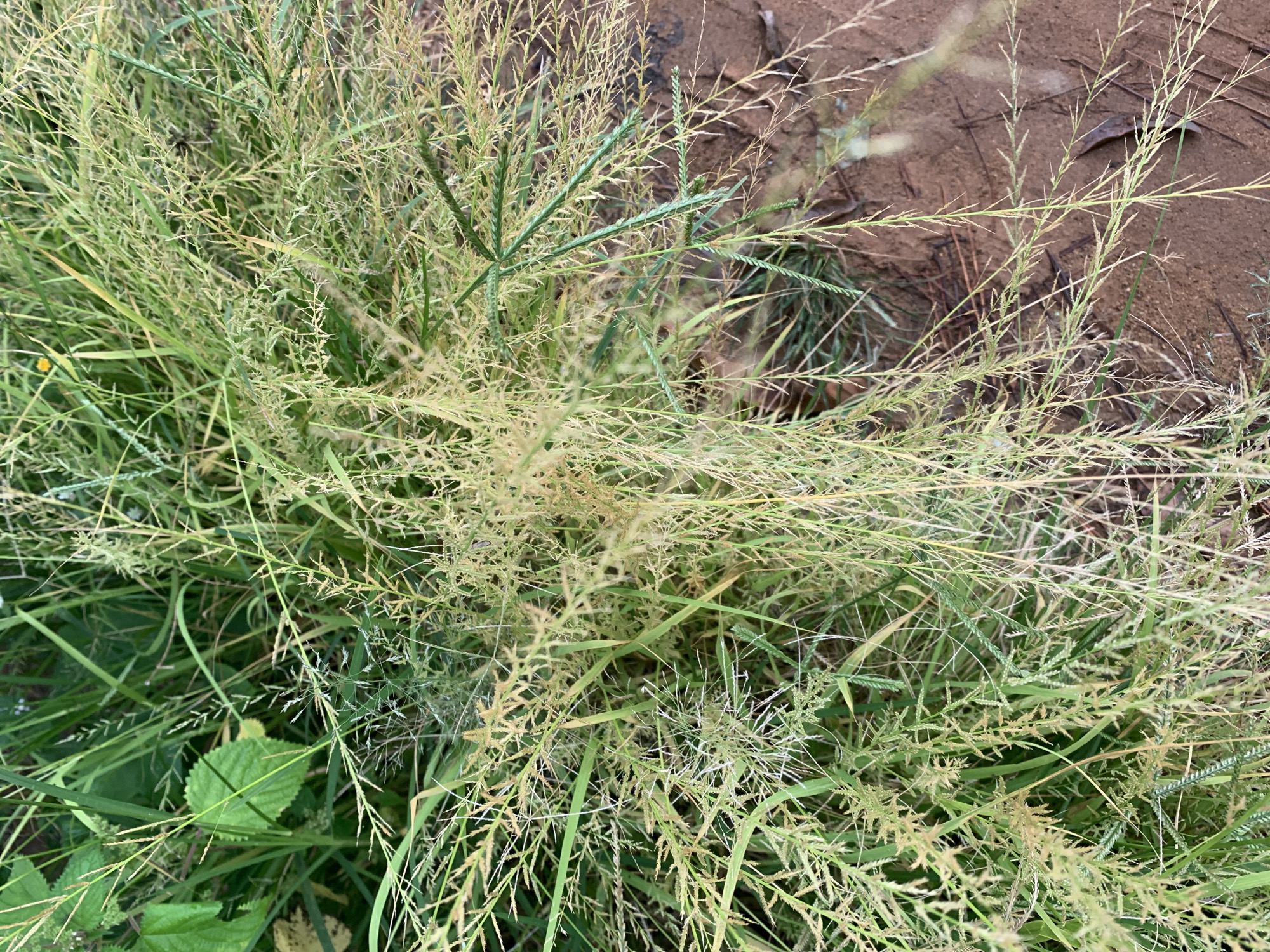 The image displays a dense patch of dry, tall grass with some green foliage interspersed. The grass is a mix of light brown and green hues, with many seed heads visible. The ground beneath the grass appears to be reddish-brown soil, with some scattered dry leaves. The overall impression is of an uncultivated area, possibly a field or roadside in a rural or suburban setting within Rafin Par, Nigeria. No people or specific actions are depicted.