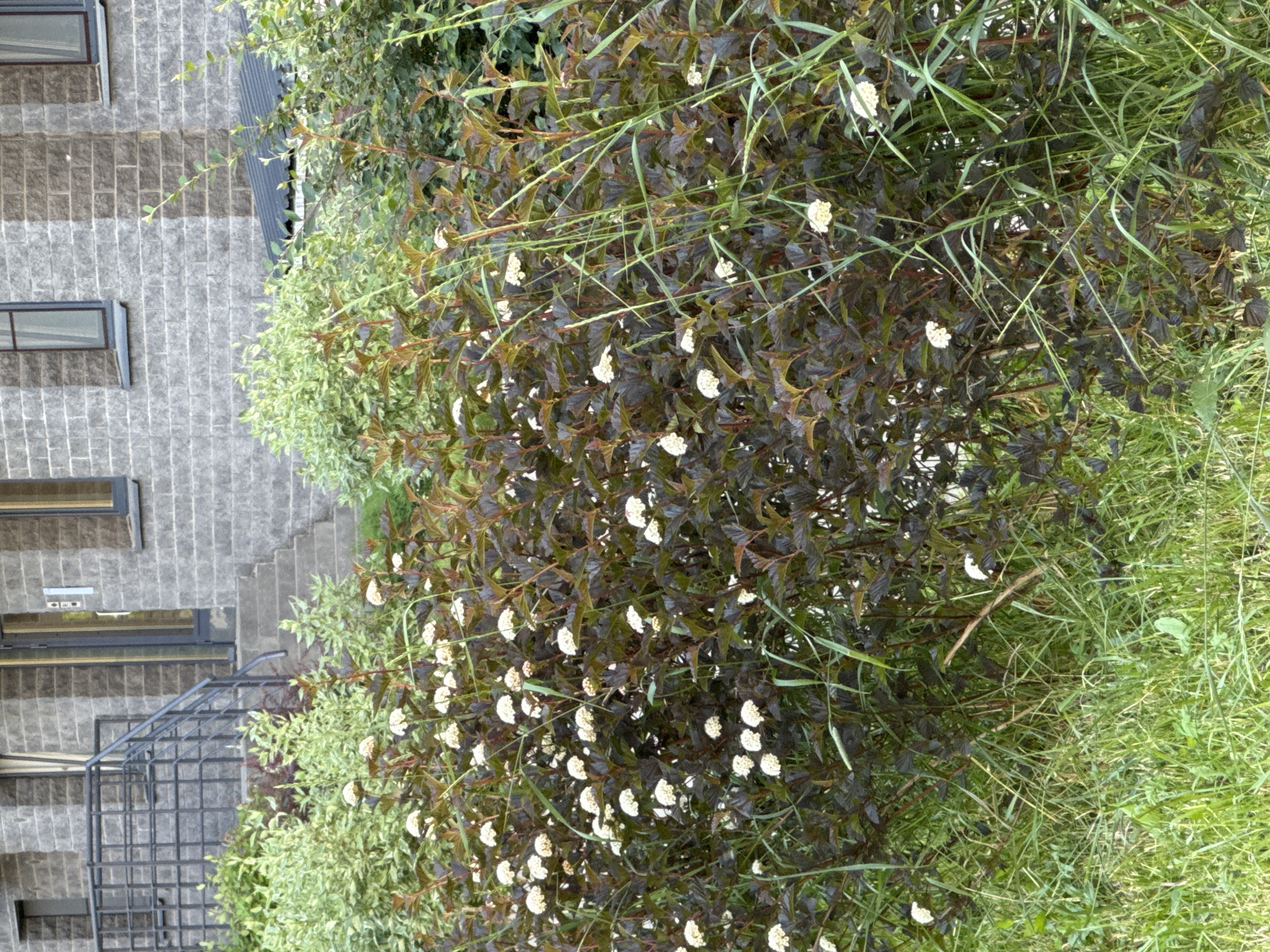 In the city of Saint Petersburg, Russia, a dense shrub with dark reddish-brown leaves and small white flowers is in the foreground, partially obscuring a patch of tall, green grass. Behind the shrub, a building constructed of grey, horizontal brickwork rises, featuring several windows with dark frames. To the left of the building, a grey metal railing leads up a set of concrete stairs to a glass-paneled door. In the upper left corner of the image, part of another building section is visible. A dark grey roof with a metallic sheen is visible on the right side of the frame, situated behind the shrubbery.