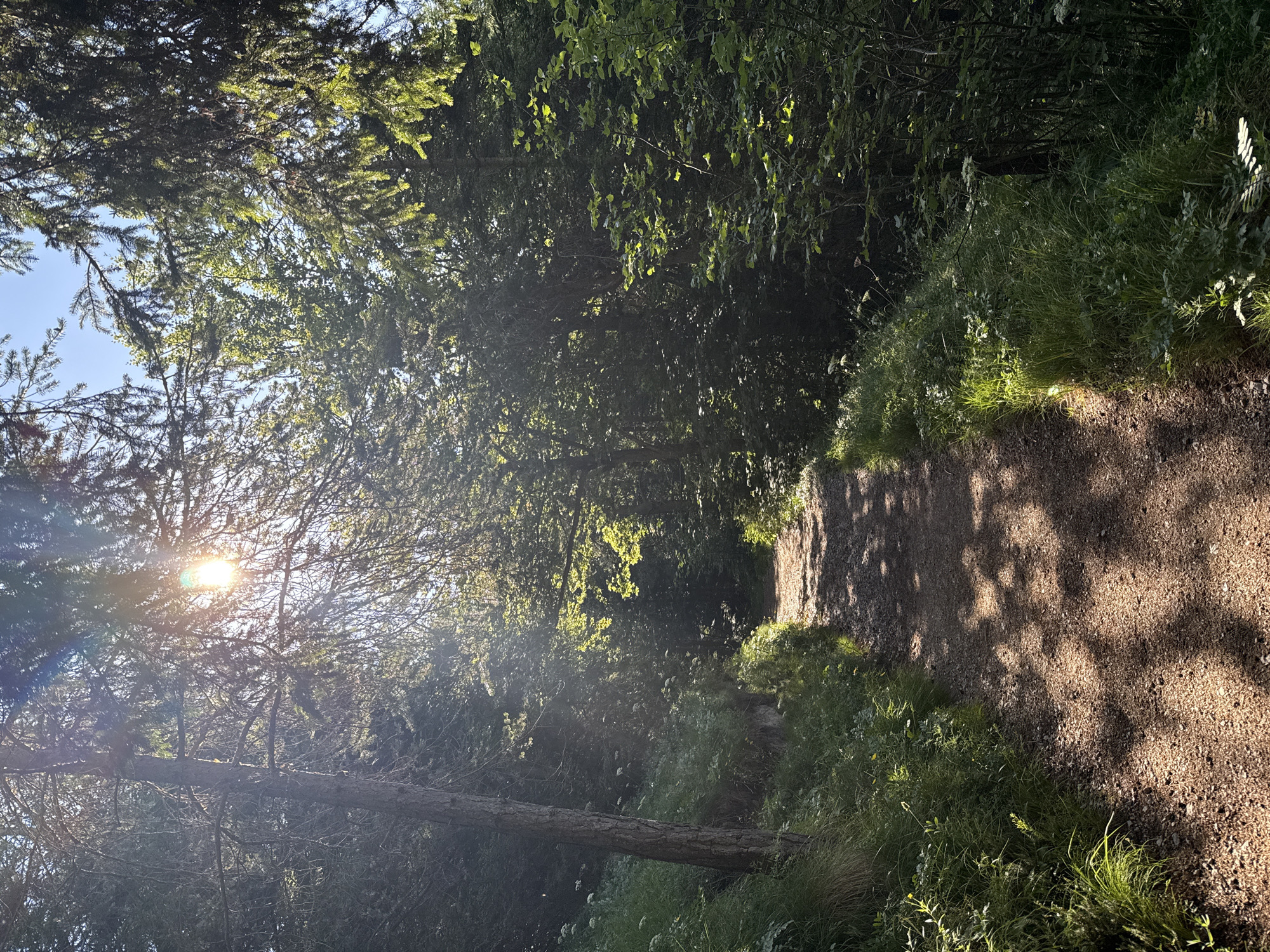 This is a vertical, eye-level shot of a dirt path winding through a sun-dappled forest. The path is made of light brown gravel and is uneven, with shadows from tree branches creating a dappled pattern across its surface. On the left side of the path, there is a steep, grassy embankment dotted with small white flowers. A thick tree trunk, partially illuminated by sunlight, stands prominently on this embankment. The right side of the path is bordered by dense foliage and trees, with sunlight filtering through the leaves and creating bright highlights. The overall environment suggests a natural, outdoor setting, likely a hiking trail in a mountainous region. Given the location of Molveno, Italy, this scene could be a trail within the Brenta Dolomites or the surrounding forest areas. There are no people or animals visible in the image.