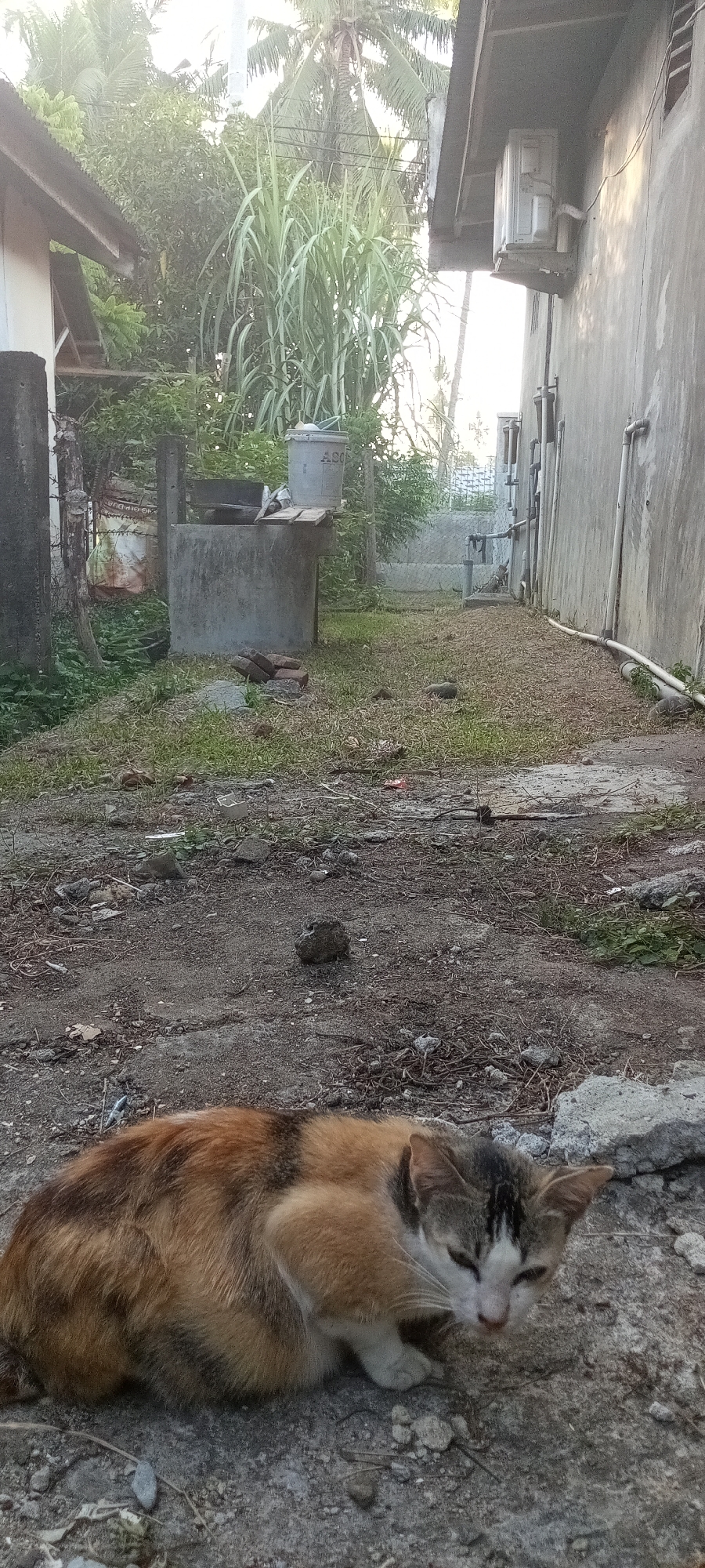 A calico cat rests on a concrete surface in the foreground. The background shows a grassy yard between two buildings, one concrete and one with a corrugated roof. A concrete well with a white bucket on top is visible in the midground, partially obscured by foliage. The environment appears rural or semi-rural. Given the prompt's instructions, this scene is in Lhokseumawe, Indonesia.