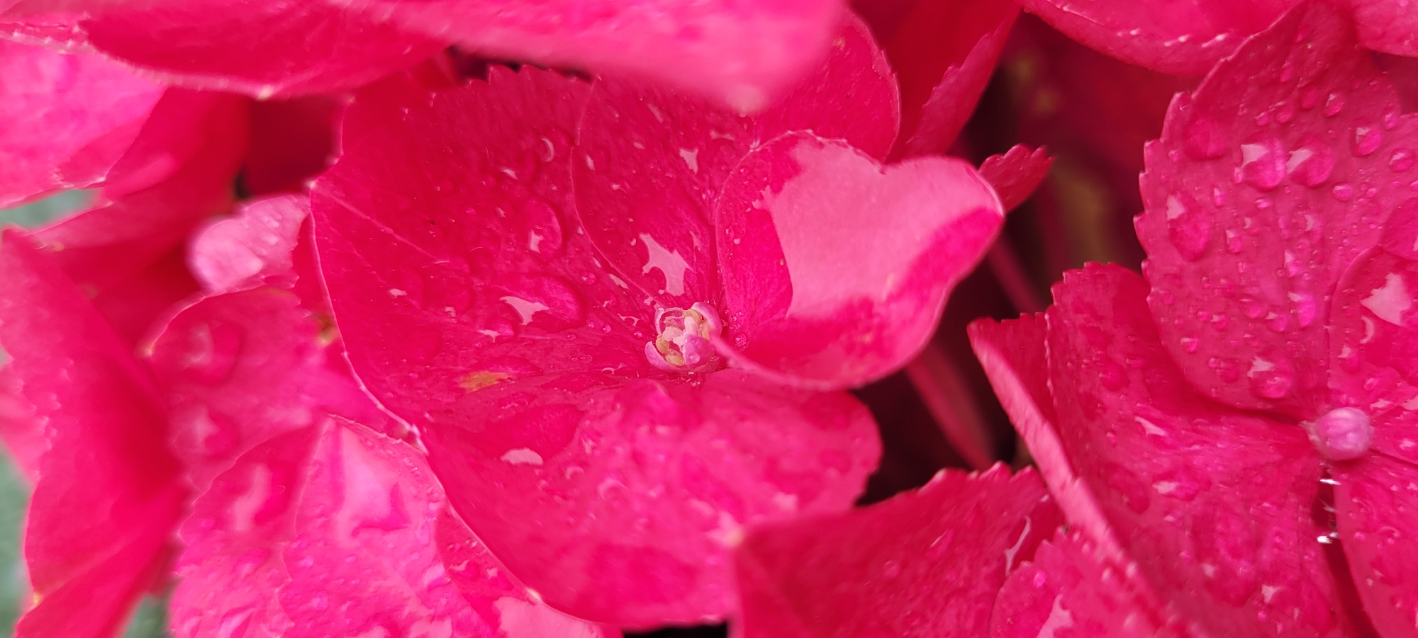 A close-up, vertical, indoor, eye-level shot shows vibrant pink hydrangea petals with water droplets. The focus is on the textured petals, some with a lighter pink hue, and the glistening water. The background is blurred, with hints of darker colors, suggesting a natural or garden setting. The image does not contain any people or specific identifying landmarks of Dietzenbach, Germany.