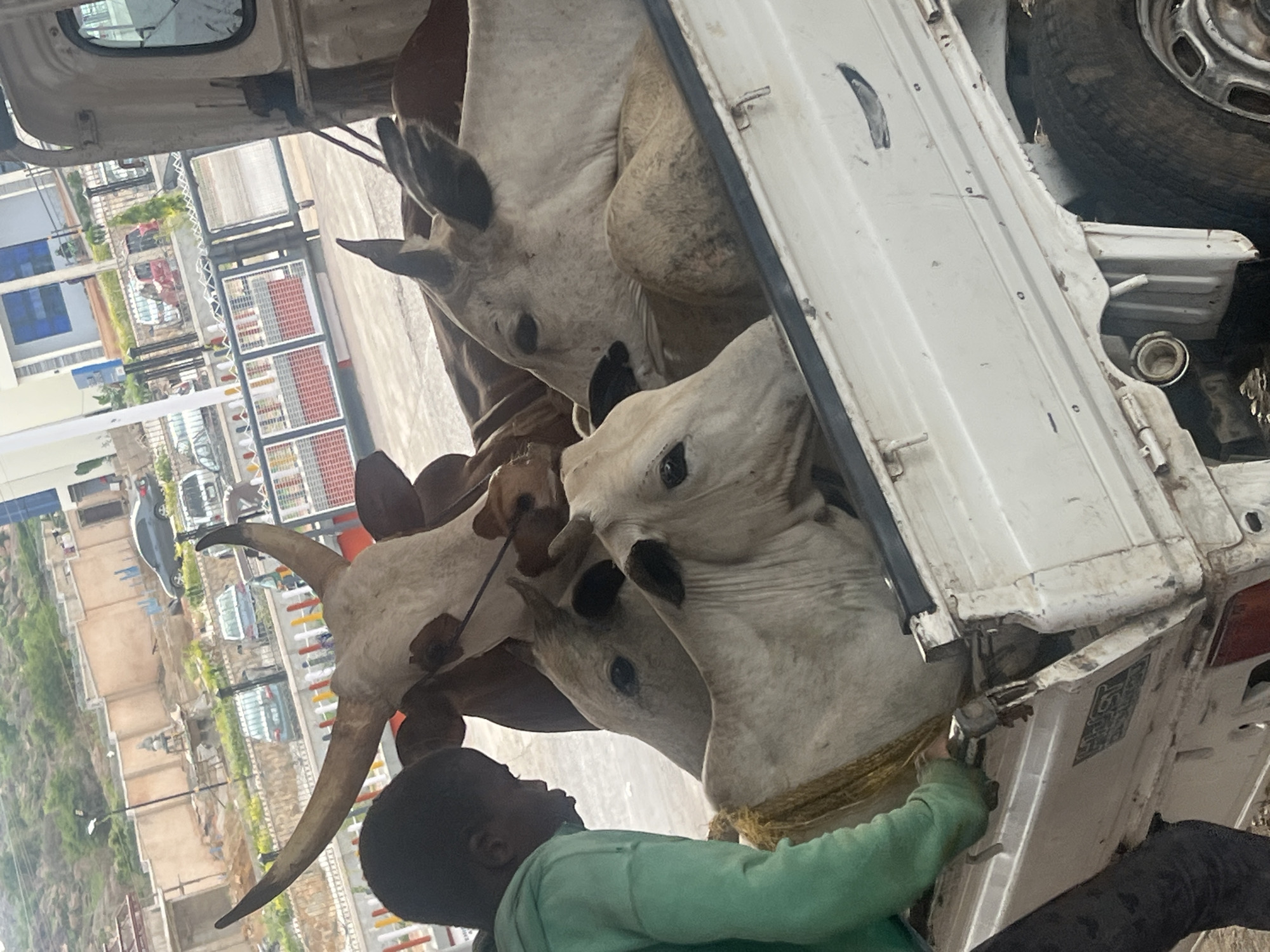 The image shows a group of cattle, possibly four, packed into the back of a white truck. The cattle appear tightly constrained within the vehicle's cargo area, and the animals' heads and horns are visible. A young boy is present, interacting with one of the cows. The scene is in Gura Top, Nigeria. The buildings are on the other side of a fence.
