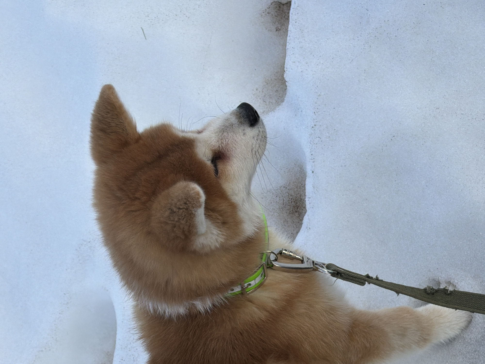 A close-up shot shows a tan and white Shiba Inu puppy on a leash outdoors in snow. The puppy is looking up at a snow-covered surface. The leash is green and shows wear. The puppy's collar is white with green stripes. The location is the city of Chaikovsky, Russia.